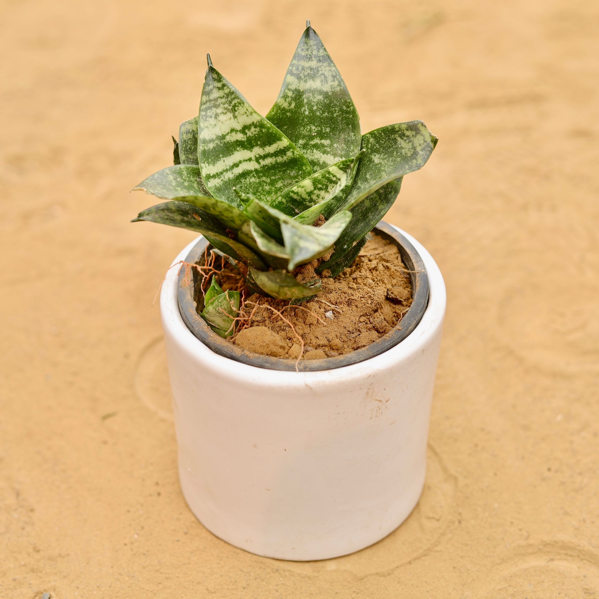 Snake Green in 4 Inch White Minimalist Cylindrical Ceramic Pot
