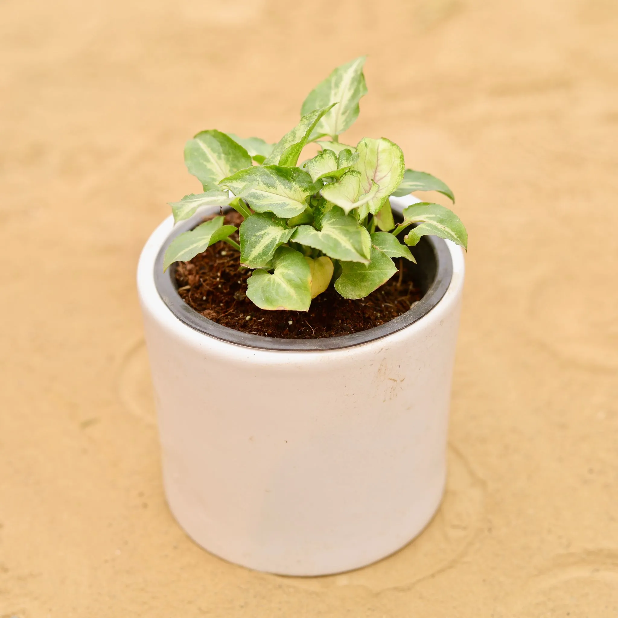 Syngonium Alba in 4 Inch White Minimalist Cylindrical Ceramic Pot