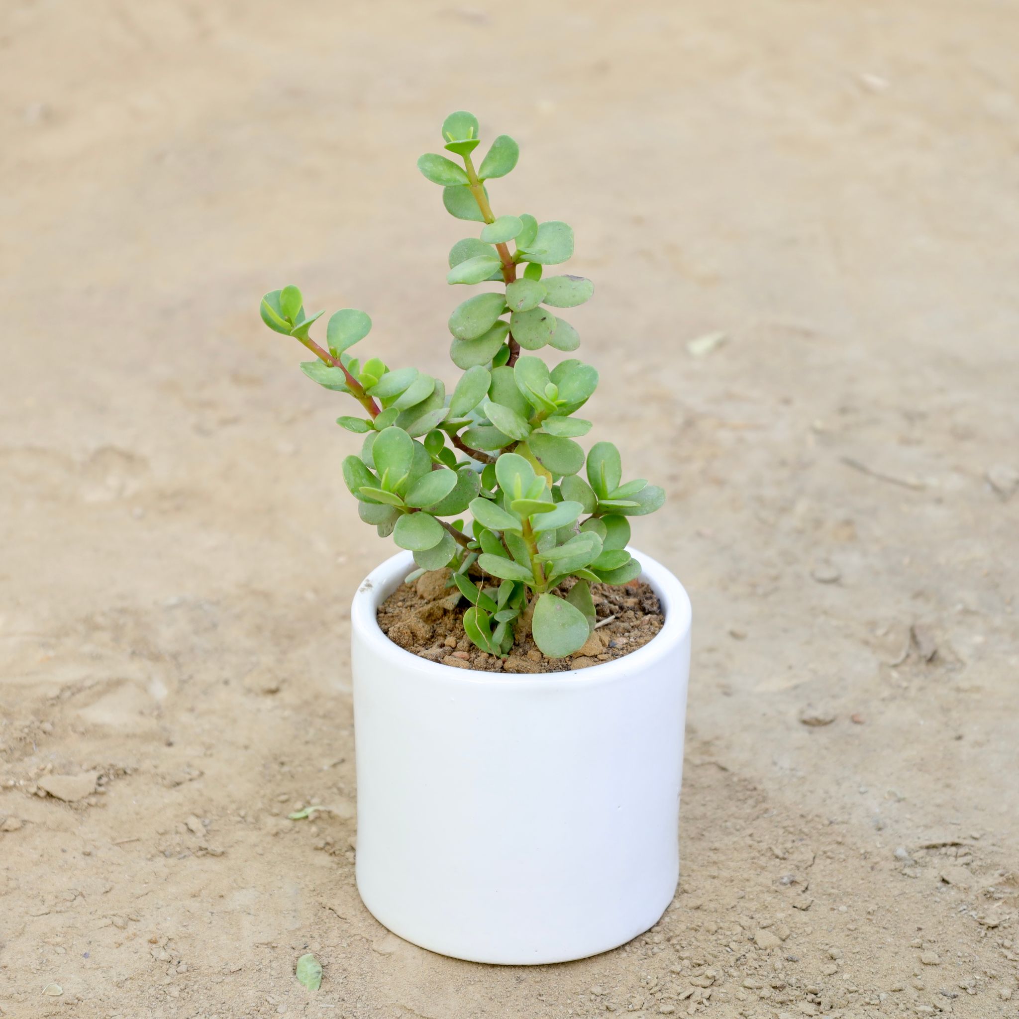 Gift Ready - Jade in 4 Inch Classy White Round Ceramic Pot Wrapped in Lovely Gift Bag For Your Loved Ones With a Chic Bag
