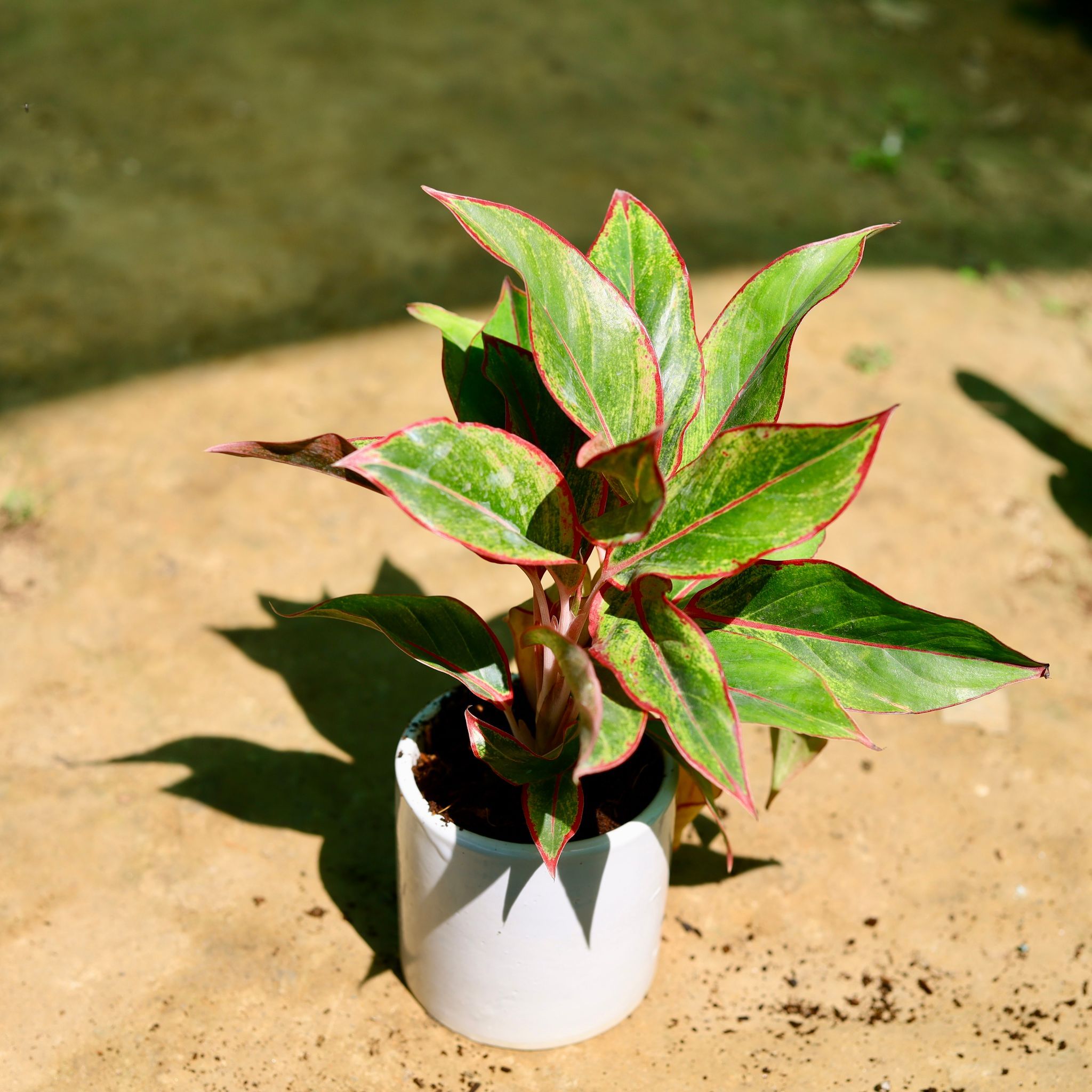 Aglaonema Lipstick in 4 inch Classy White Cylindrical Ceramic Pot
