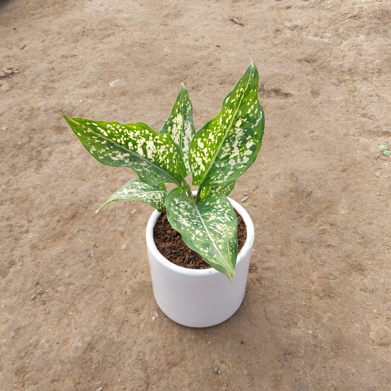 Aglaonema Snow White in 4 Inch White Classy Round Ceramic Pot