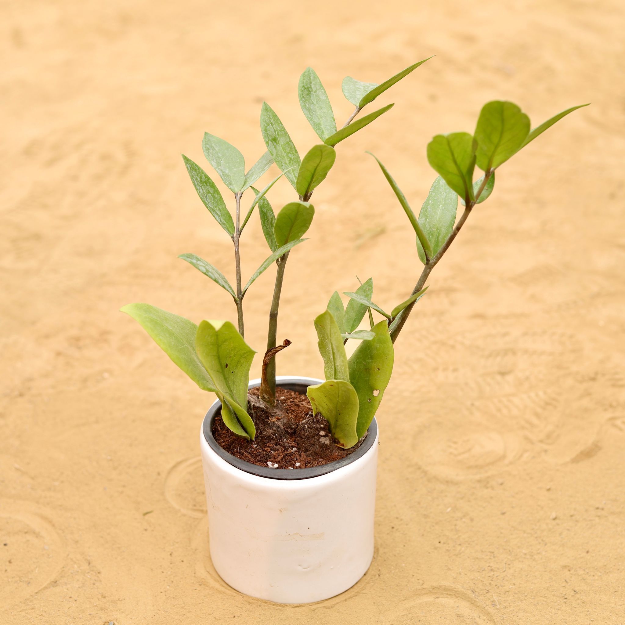 Gift Ready - Zz Green in 4 Inch White Minimalist Cylindrical Ceramic Pot - With Gift Bag