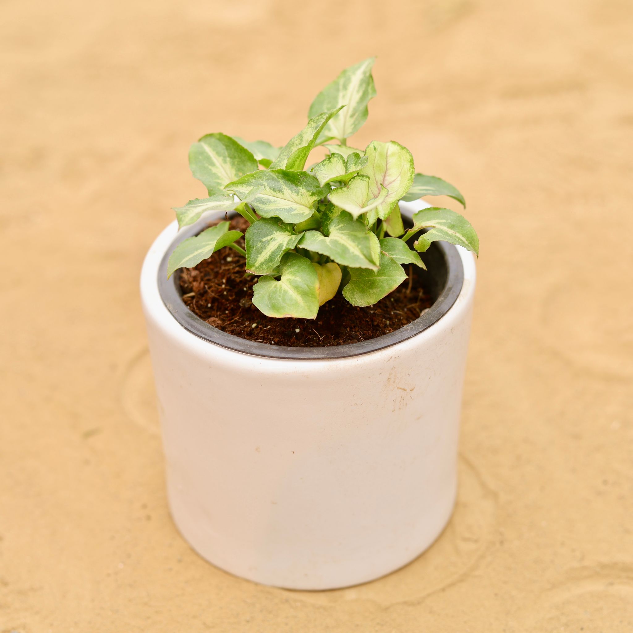 Gift Ready - Syngonium Alba in 4 Inch White Minimalist Cylindrical Ceramic Pot - With Gift Bag