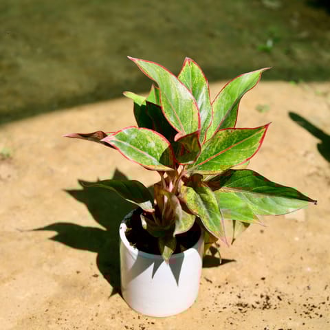 Gift Ready - Aglaonema Lipstick in 4 inch Classy White Cylindrical Ceramic Pot - With Gift Bag
