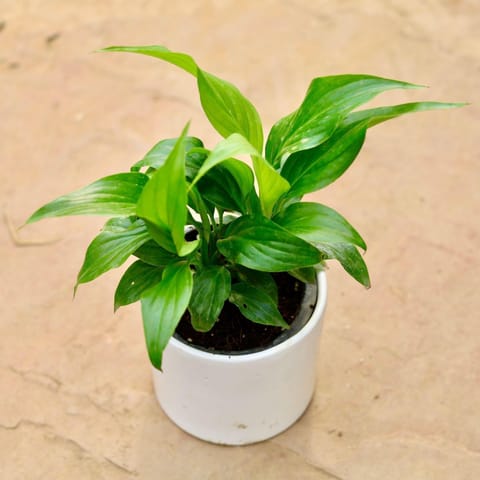 Gift Ready - Peace Lily in 3 Inch Classy White Round Ceramic Pot - With Gift Bag