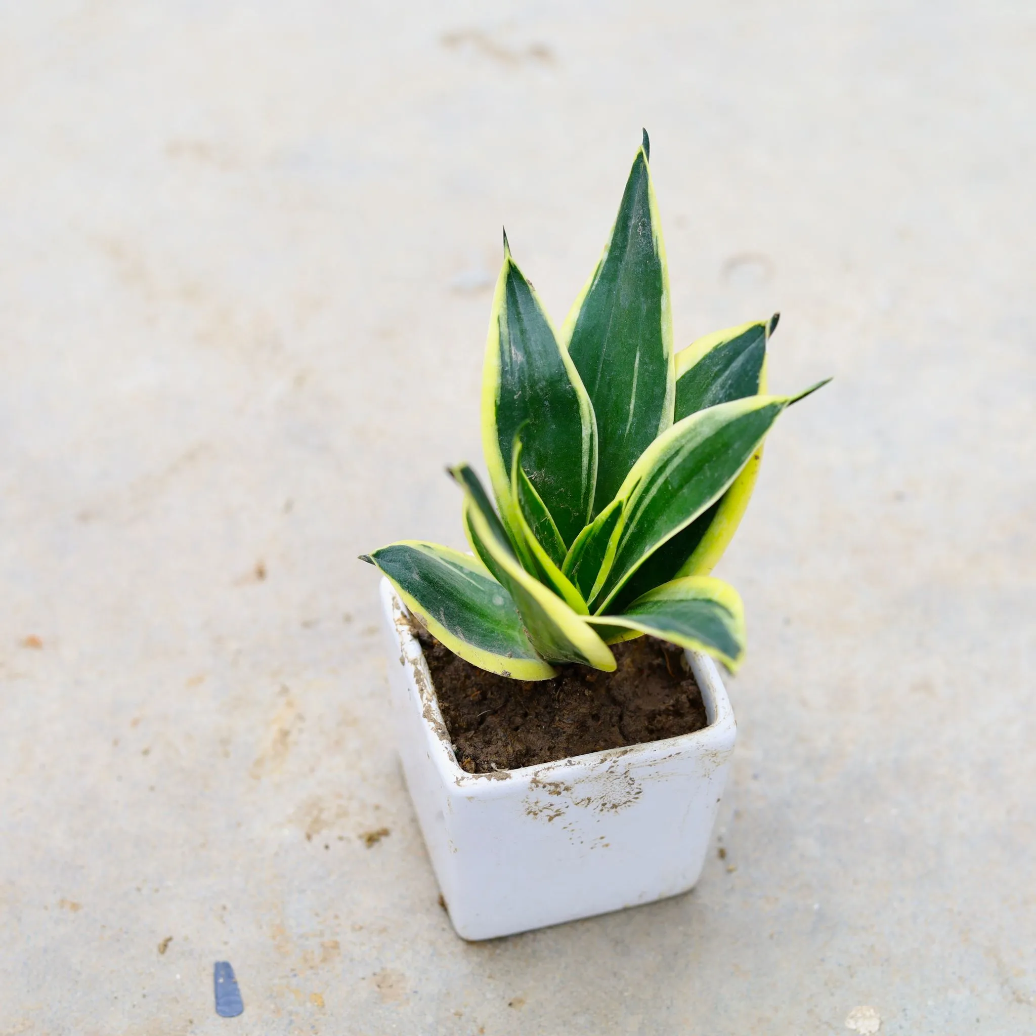 Snake Plant in 3 Inch Classy White Square Ceramic Pot