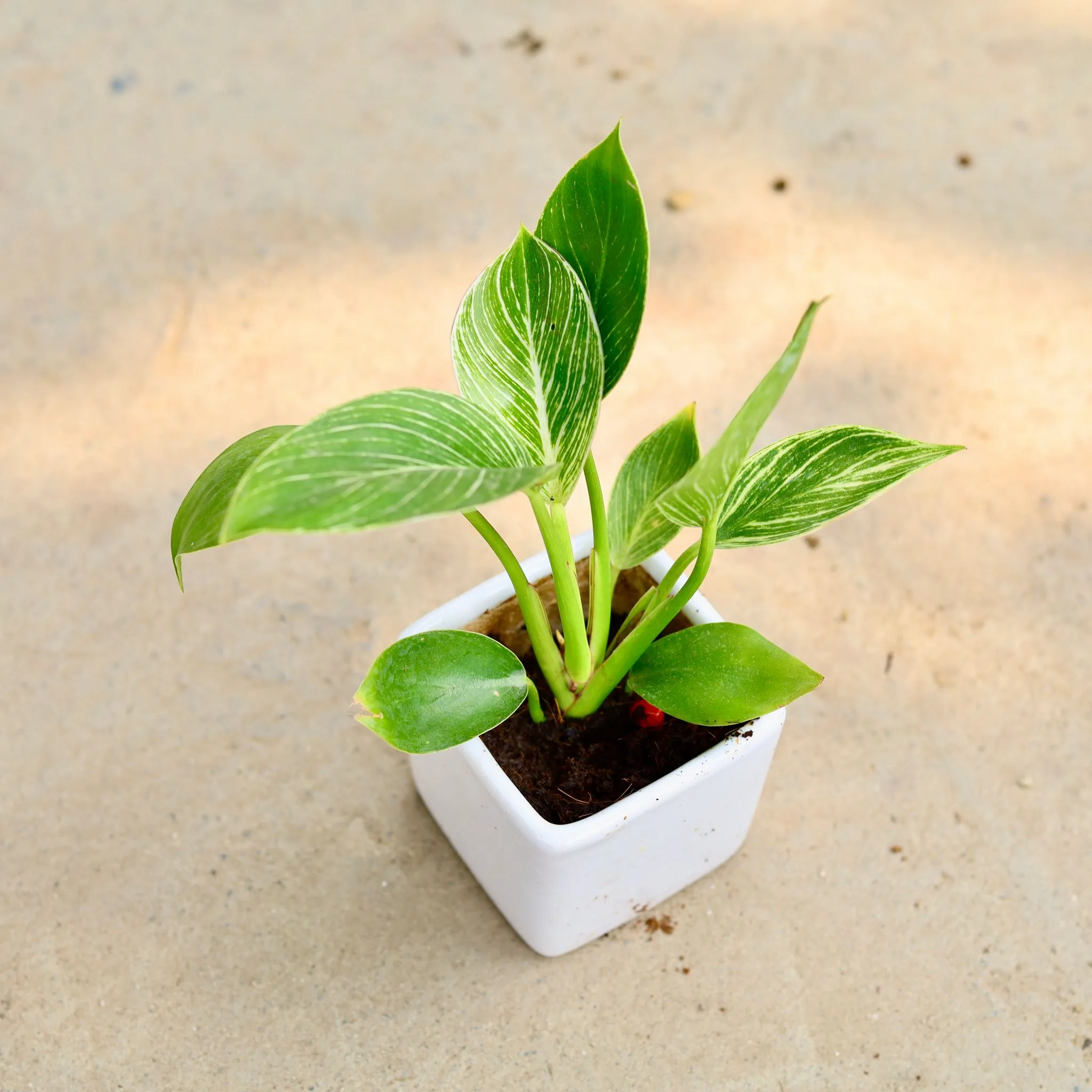 Philodendron Birkin in 4 Inch White Square Ceramic Pot