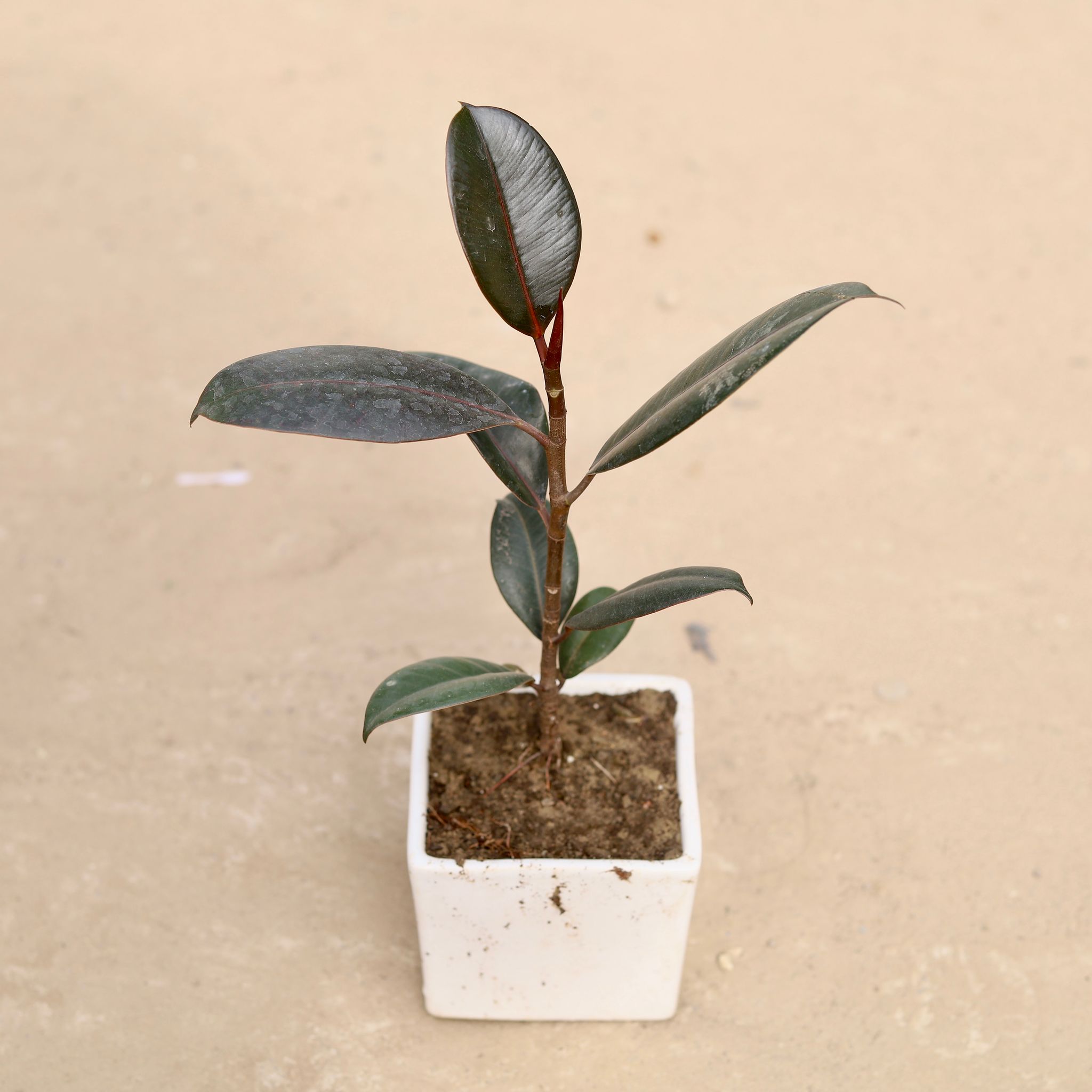 Rubber plant in 4 Inch Classy White Square Ceramic Pot