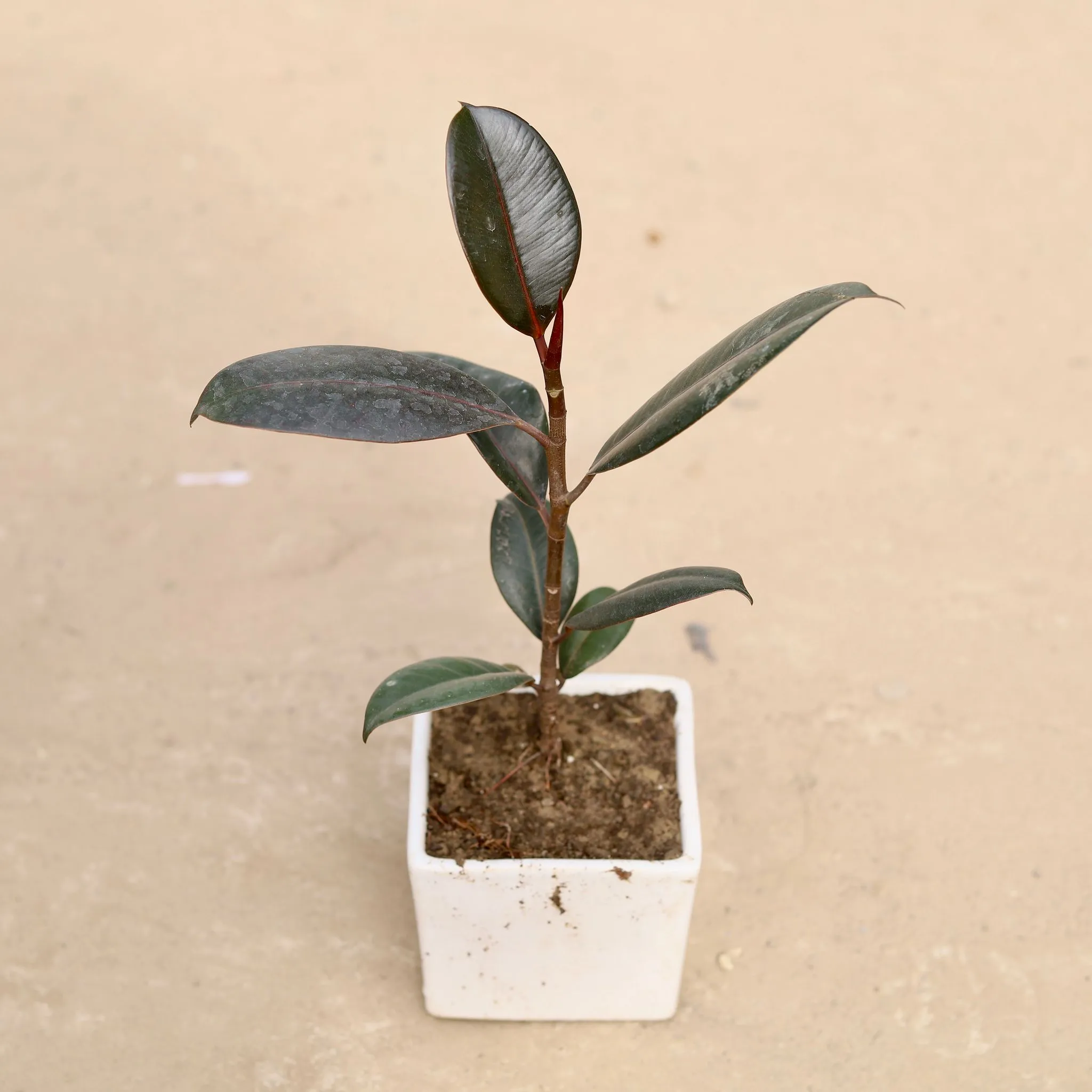 Rubber plant in 4 Inch Classy White Square Ceramic Pot