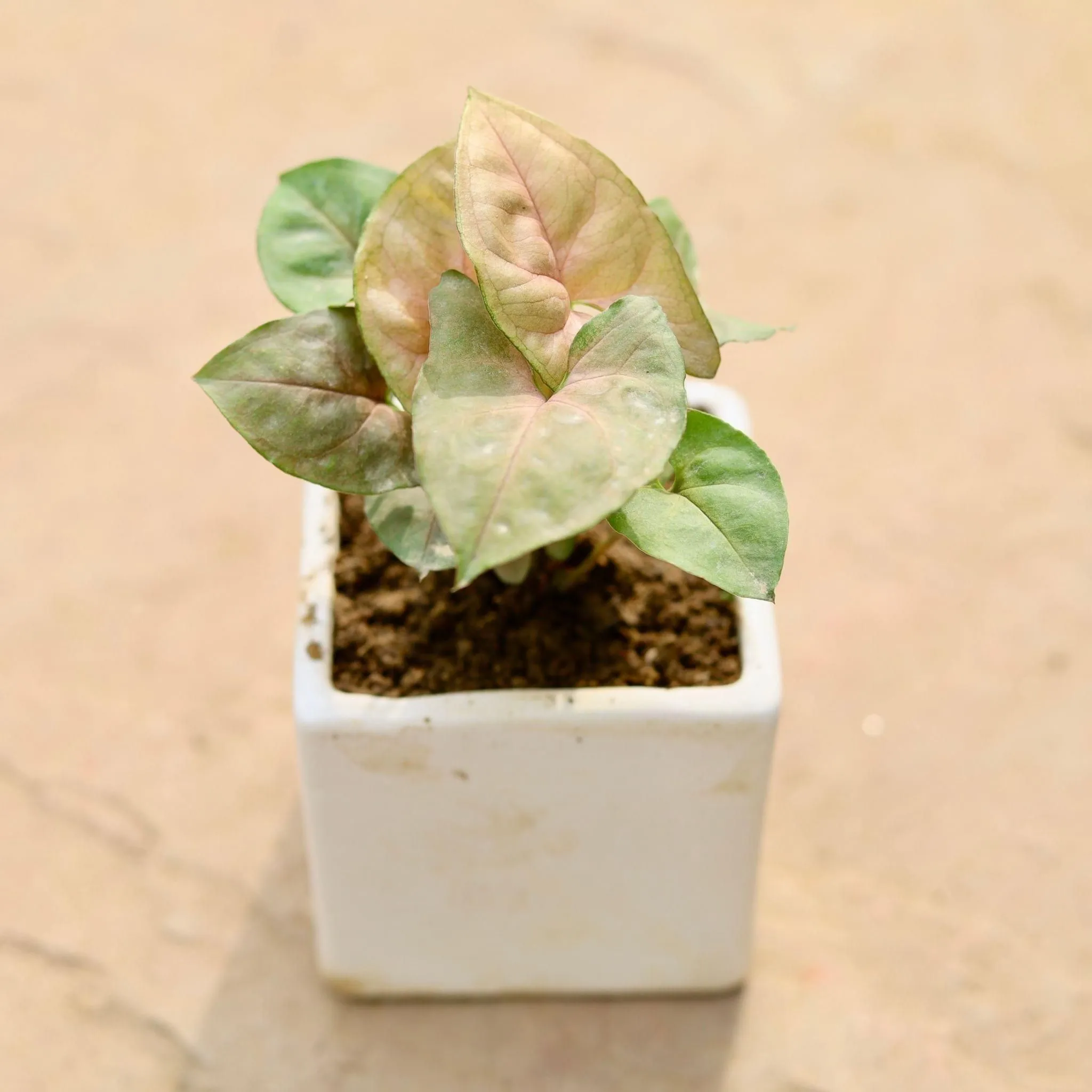 Syngonium Bronze in 3 Inch Classy White Square Ceramic Pot