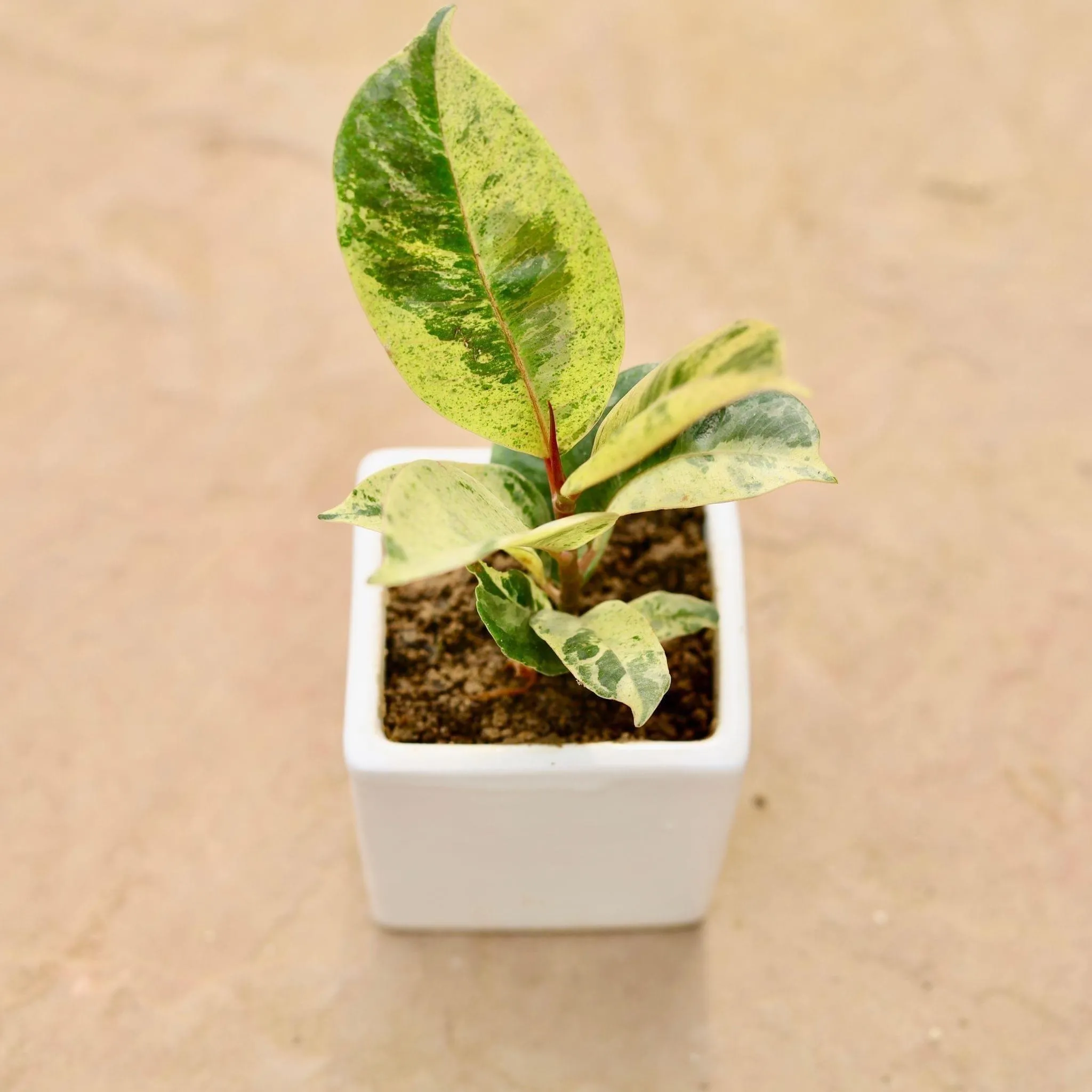 Rubber Variegated in 3 Inch Classy White Square Ceramic Pot