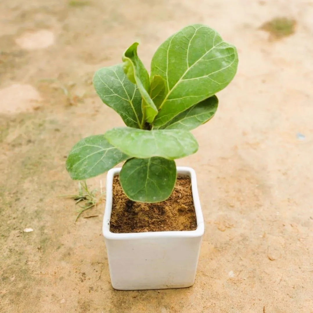 Fiddle Leaf Fig / Ficus Lyrata in 5 Inch Elegant White Square Ceramic Pot