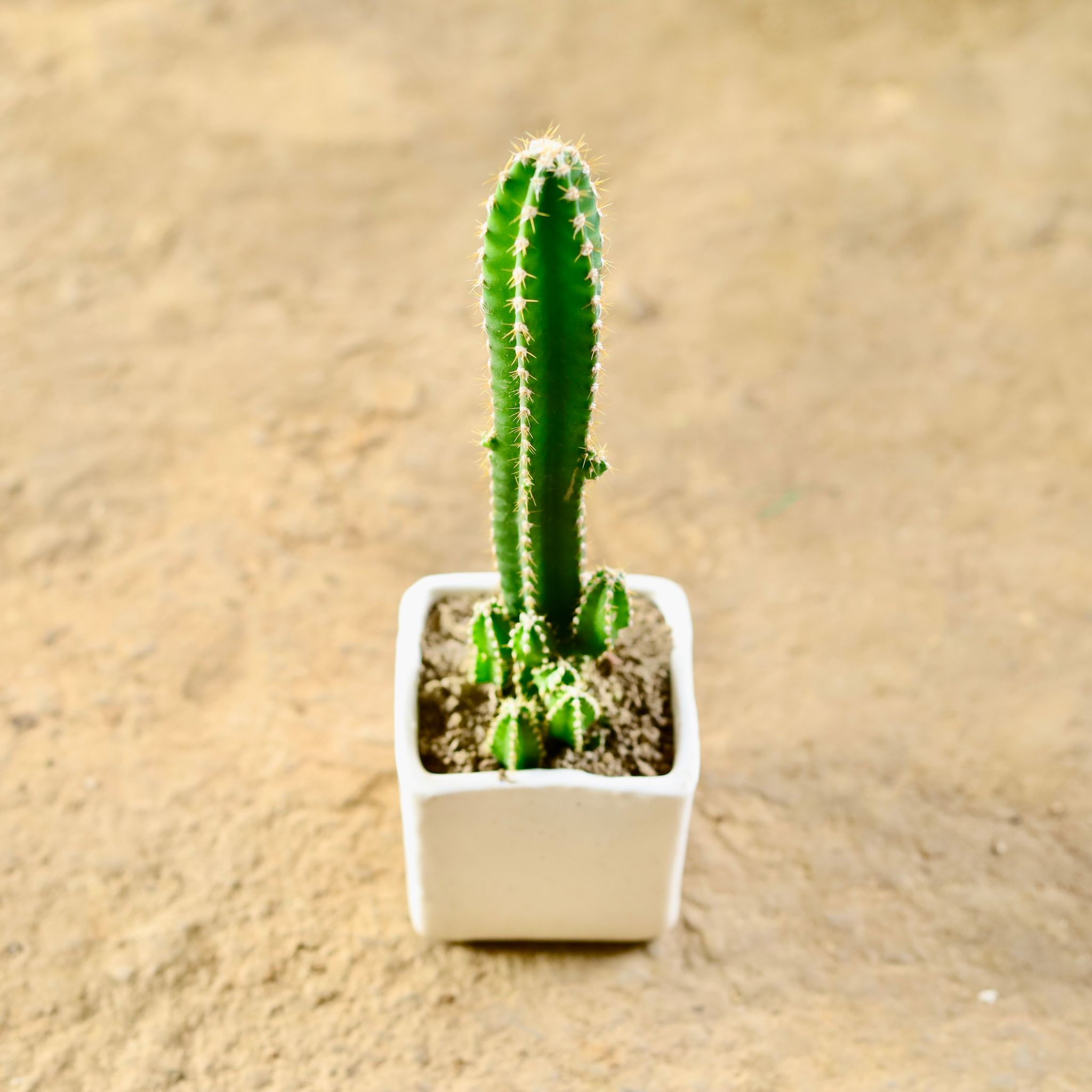 Gift Ready - Fairy Castle Cactus in 3 Inch Classy White Square Shaped Ceramic Pot - With Gifting Bag