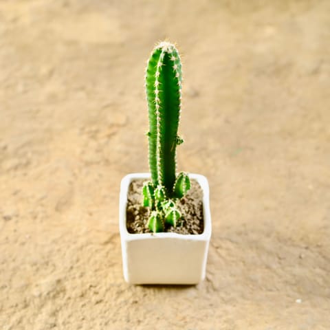Gift Ready - Fairy Castle Cactus in 3 Inch Classy White Square Shaped Ceramic Pot