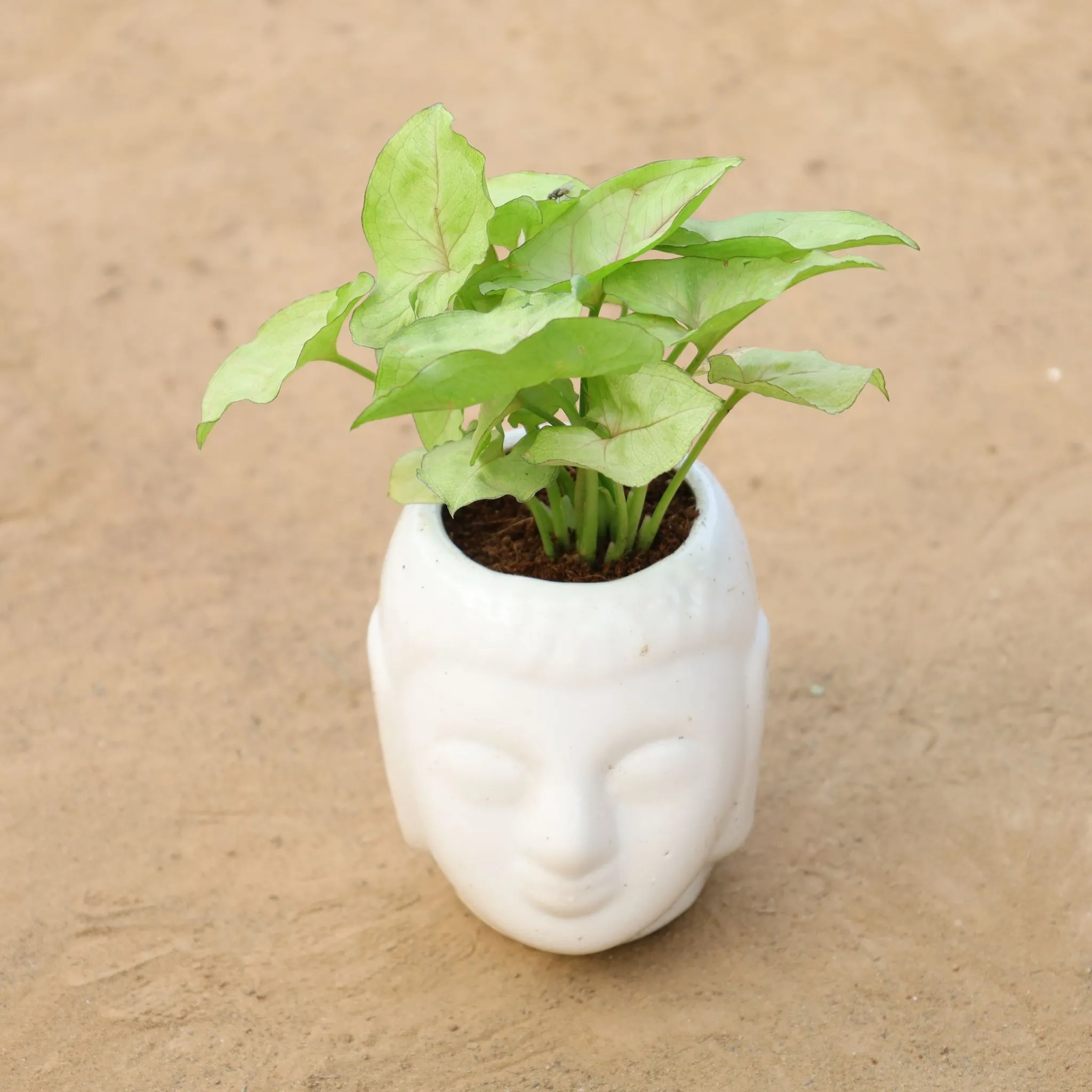 Syngonium Golden in 4 Inch Classy White Buddha Designer Ceramic Pot