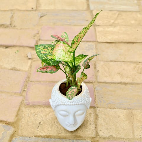 Aglaonema Pink Dalmatian in 4 Inch Classy White Buddha Ceramic Pot