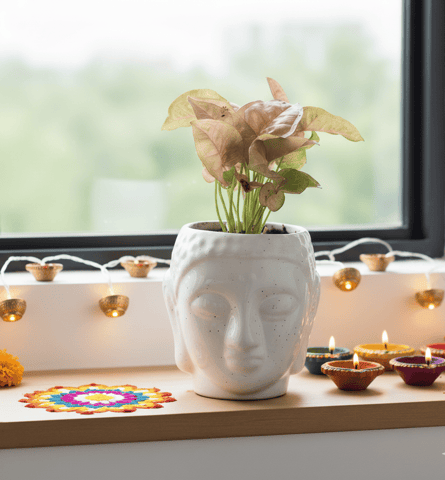 Gift Ready - Syngonium Pink in 4 Inch Classy White Ceramic Buddha Planter - With Gifting Bag