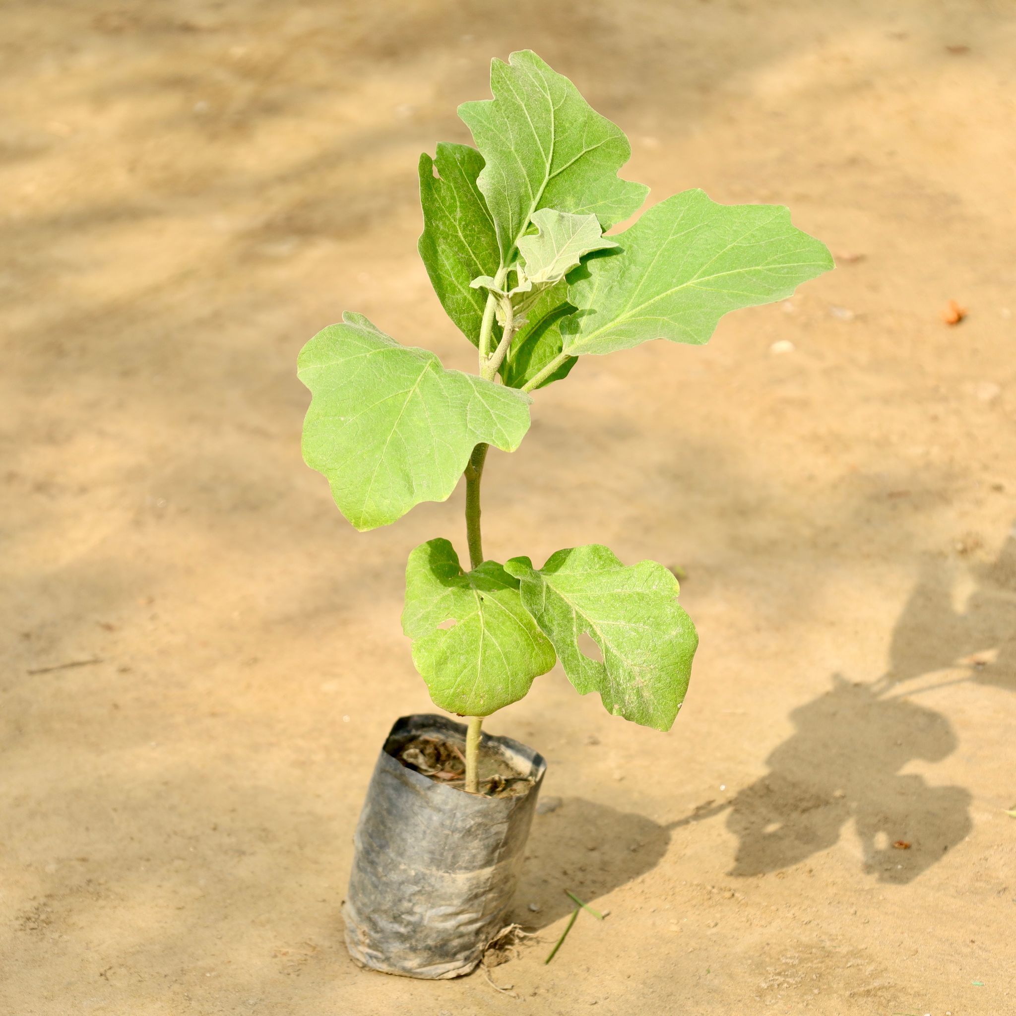 Brinjal / Baigan Plant in 4 Inch Nursery Bag