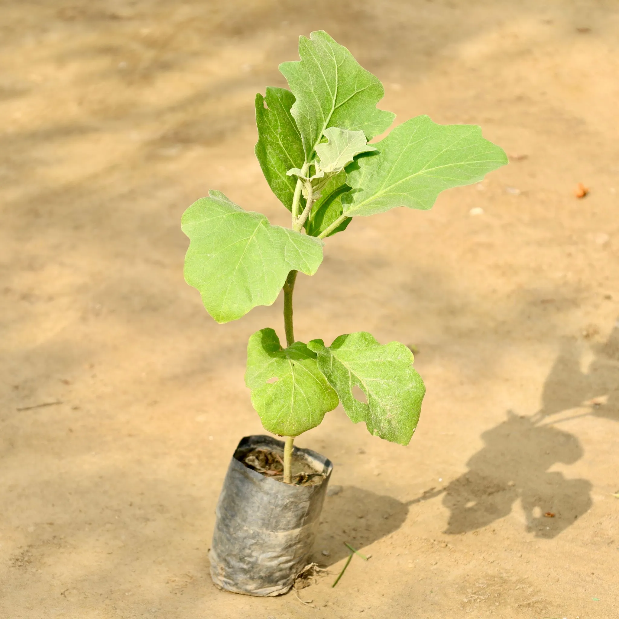 Brinjal / Baigan Plant in 4 Inch Nursery Bag
