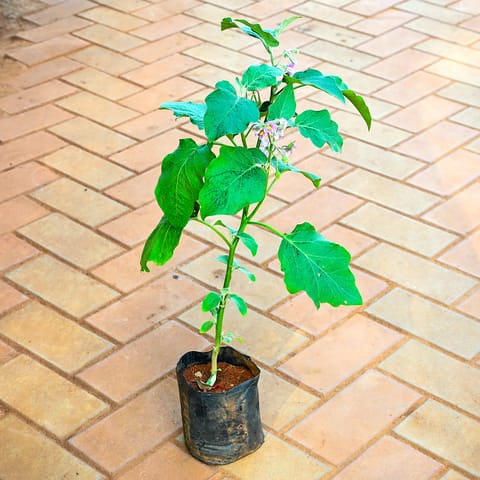 Brinjal / Baigan in 4 Inch Nursery bag