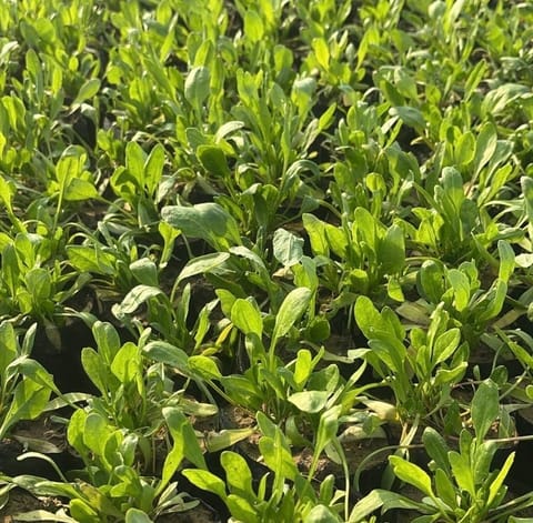 Palak Spinach Plant in 4 Inch Nursery Bag