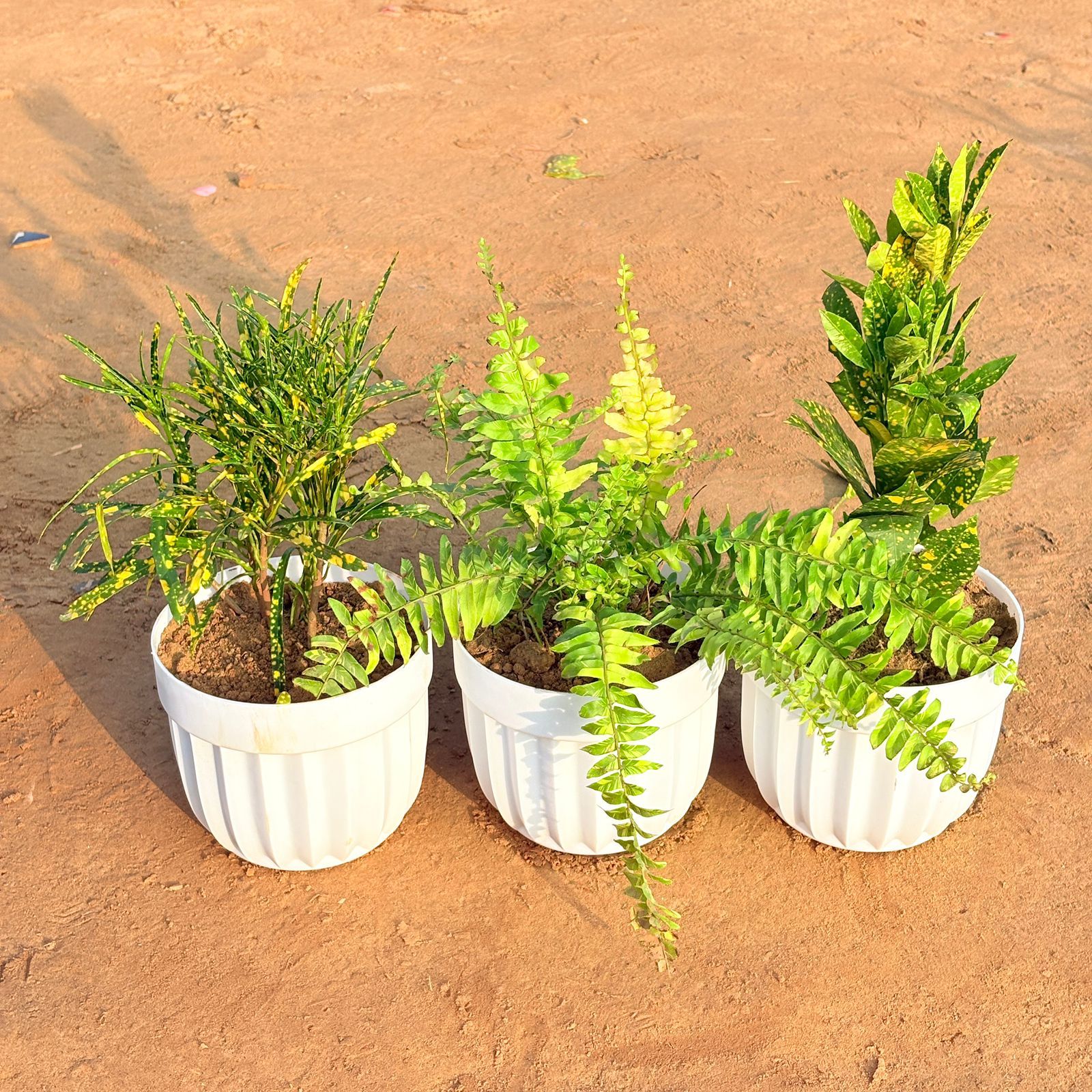 Set of 3 - Fern golden, Baby Croton & Chironji Croton in 6 Inch White Premium Italica Plastic Planter
