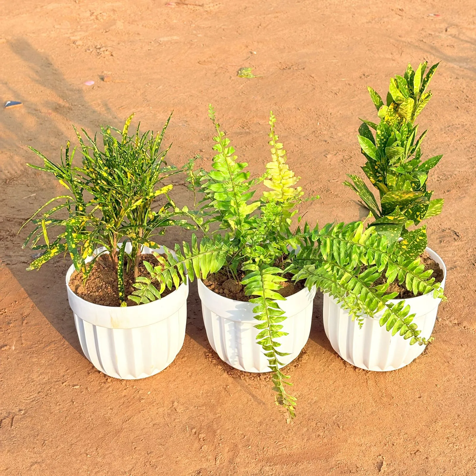 Set of 3 - Fern golden, Baby Croton & Chironji Croton in 6 Inch White Premium Italica Plastic Planter
