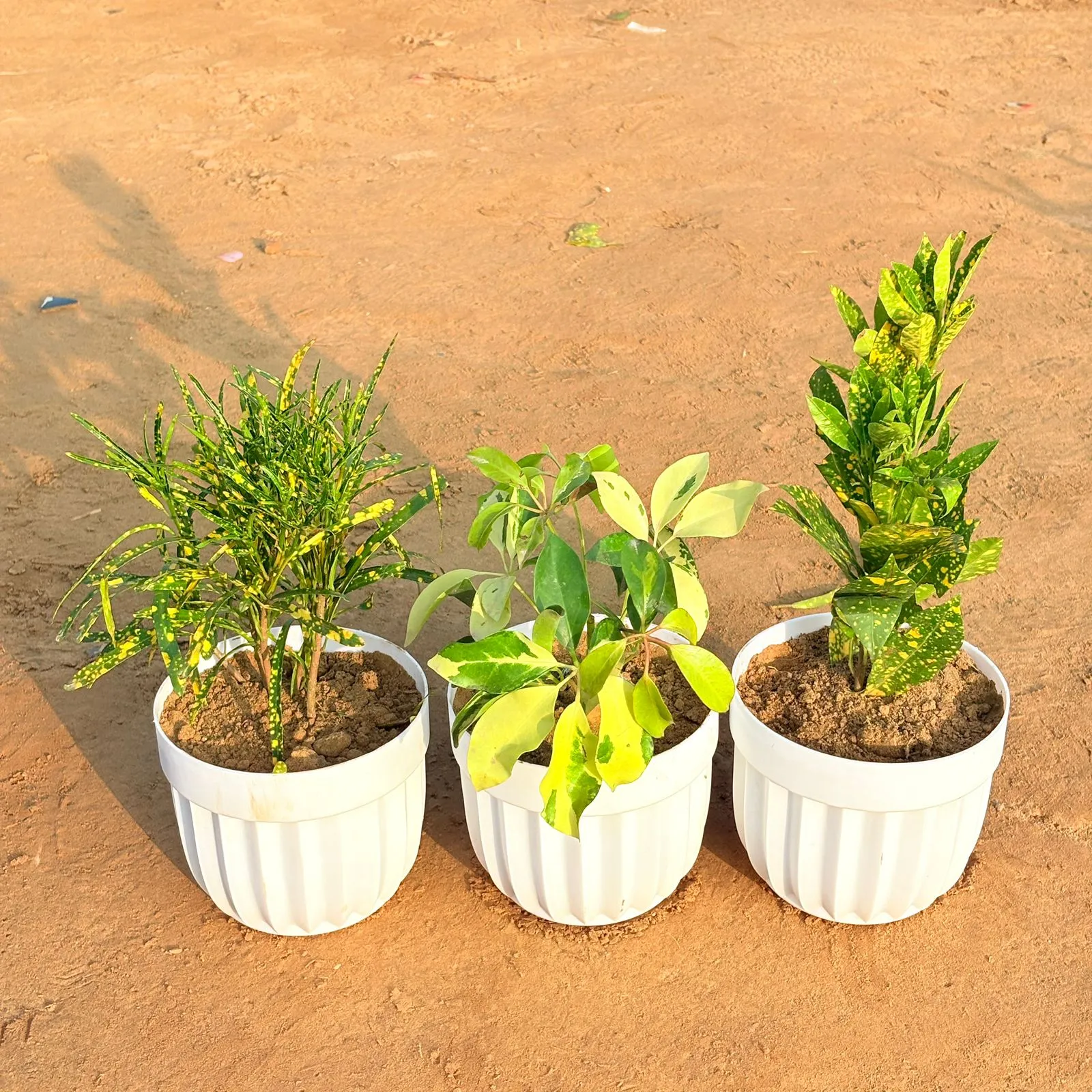 Set of 3 - Schefflera Brassia, Baby Croton & Chironji Croton in 6 Inch White Premium Italica Plastic Planter