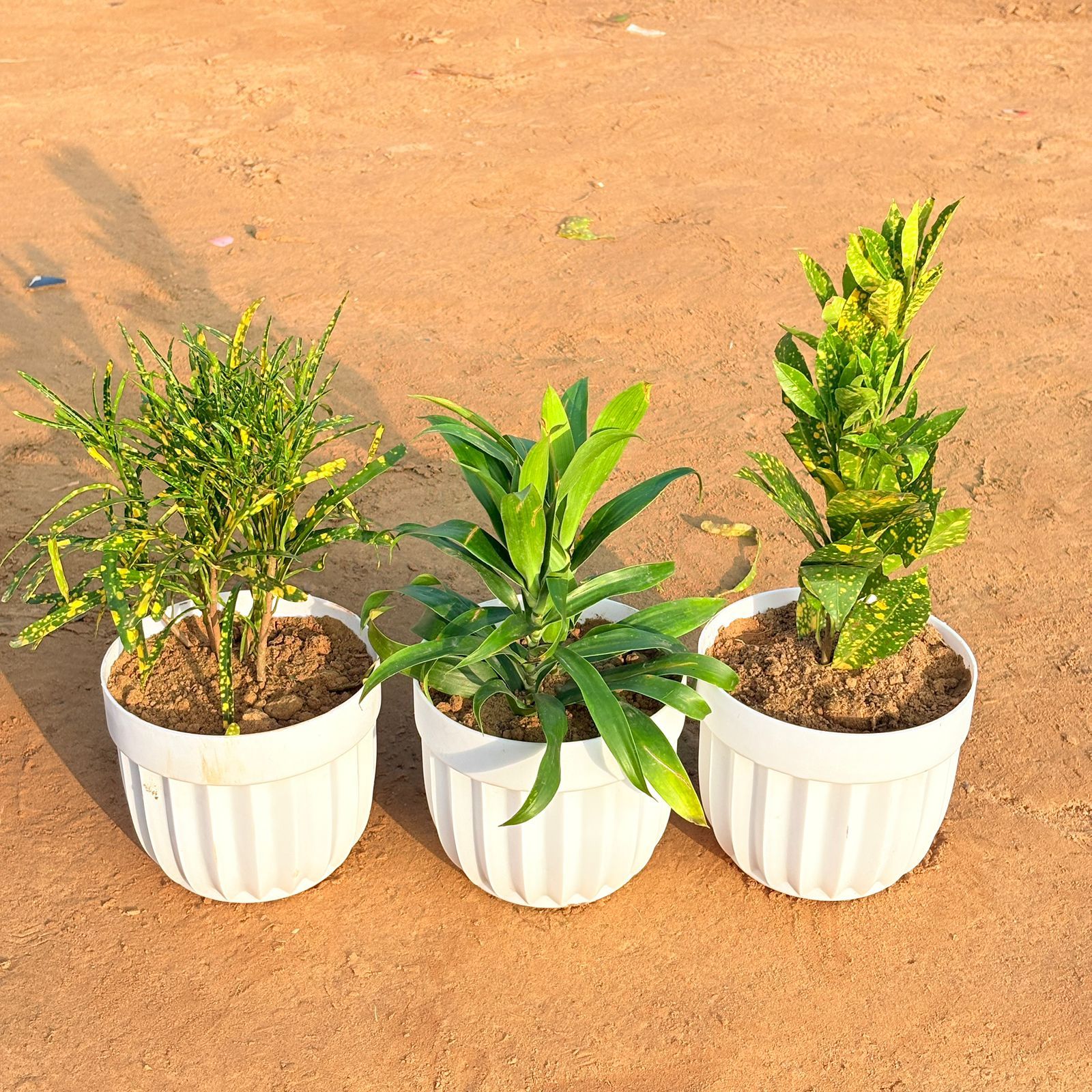 Set of 3 - Dracaena Green, Baby Croton & Chironji Croton in 6 Inch White Premium Italica Plastic Planter