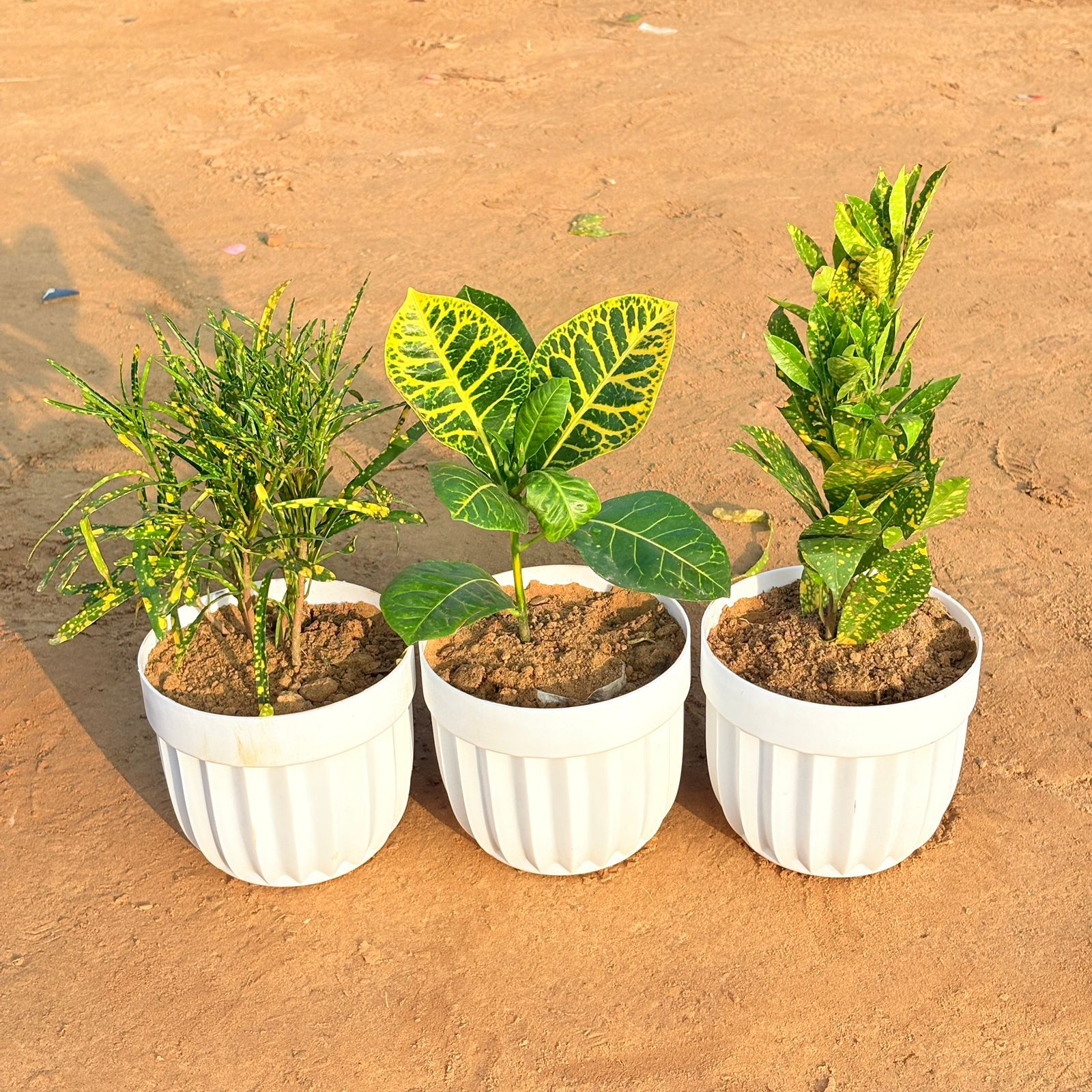 Set of 3 - Croton Petra Yellow, Baby Croton & Chironji Croton in 6 Inch White Premium Italica Plastic Planter