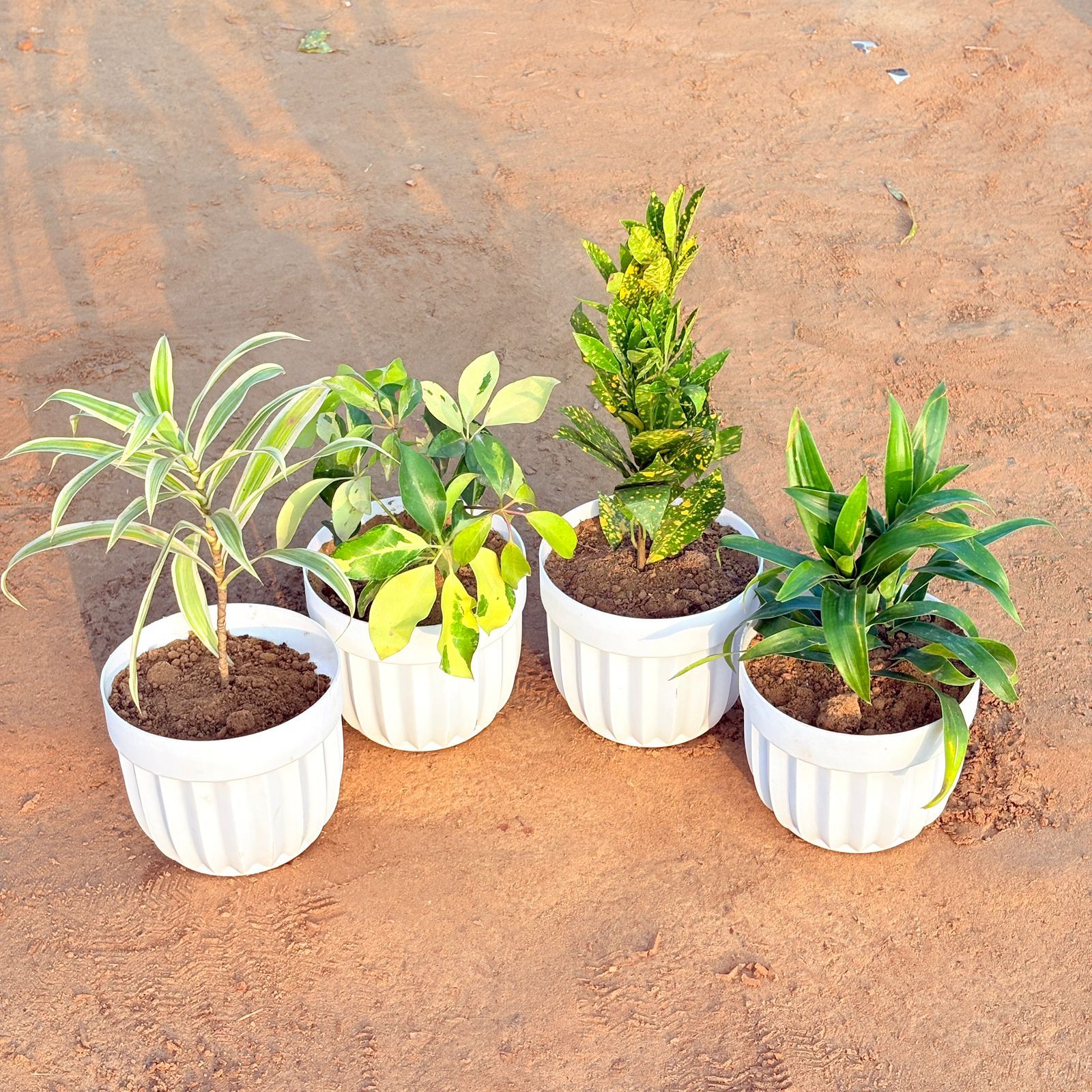 Set of 4 - Baby Croton, Dracaena Green, Dracaena Darasingh/ Victoria & Schefflera Brassia in 6 Inch White Premium Italica Plastic Planter
