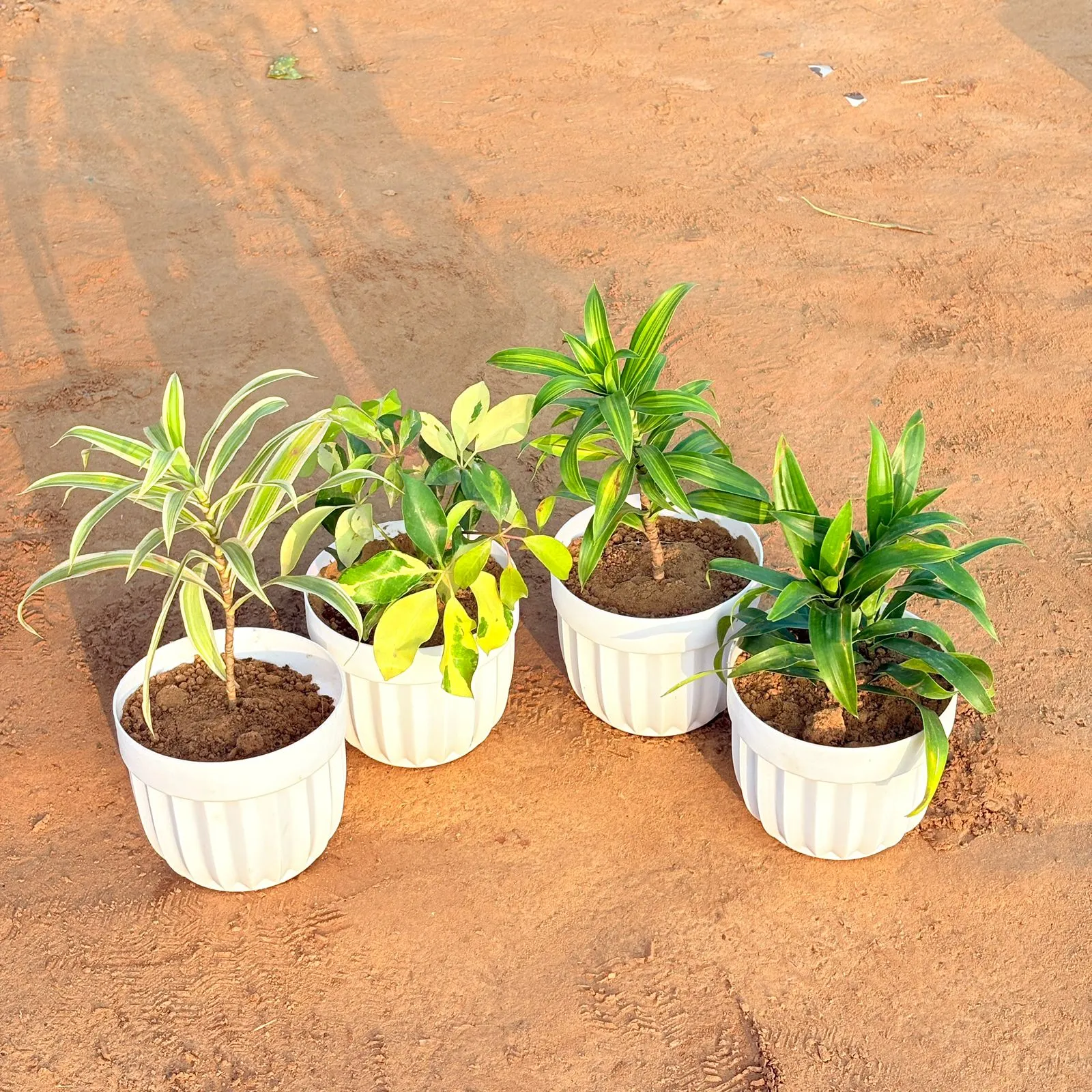 Set of 4 - Dracaena Messenger, Dracaena Green, Dracaena Darasingh/ Victoria & Schefflera Brassia in 6 Inch White Premium Italica Plastic Planter
