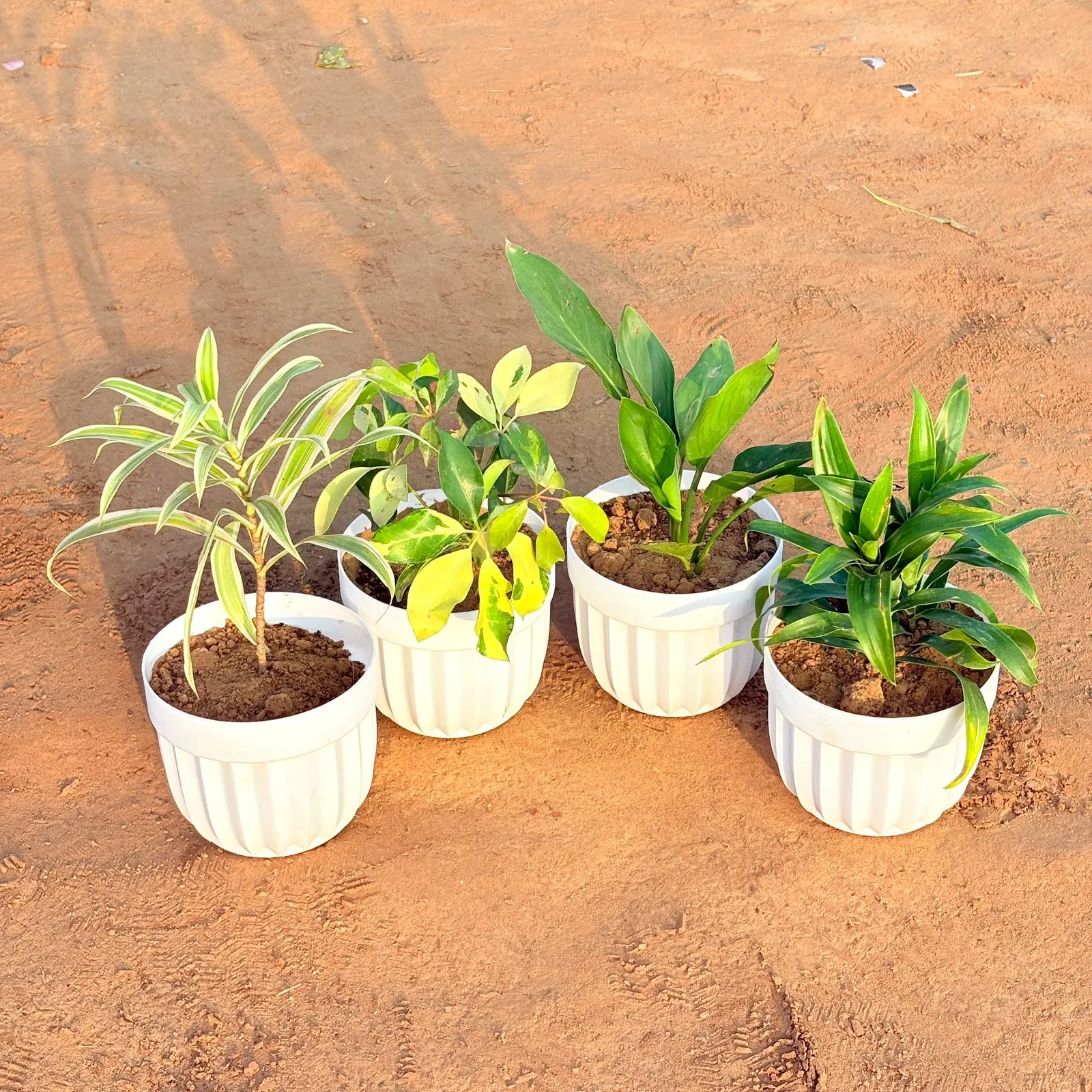 Set of 4 - Peace Lily, Dracaena Green, Dracaena Darasingh/ Victoria & Schefflera Brassia in 6 Inch White Premium Italica Plastic Planter