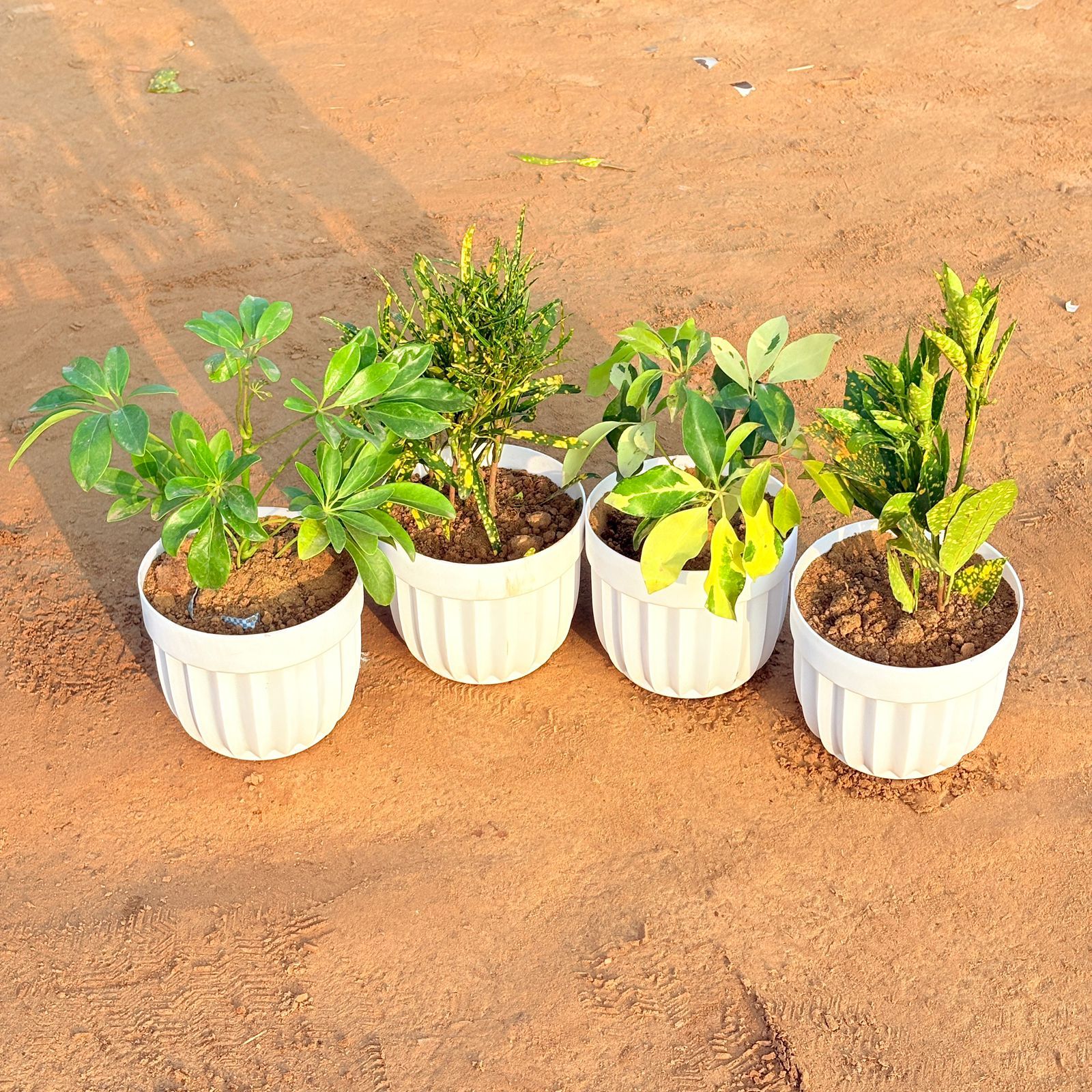 Set of 4 - Schefflera Brassia, Baby Croton, Chironji Croton & Schefflera Green in 6 Inch White Premium Italica Plastic Planter