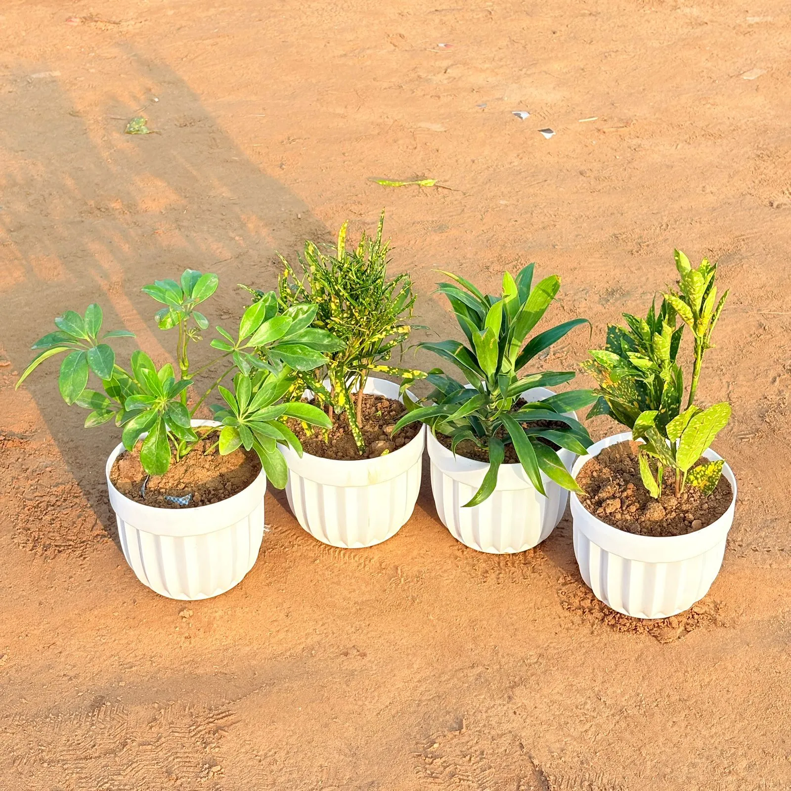 Set of 4 - Dracaena Green, Baby Croton, Chironji Croton & Schefflera Green in 6 Inch White Premium Italica Plastic Planter