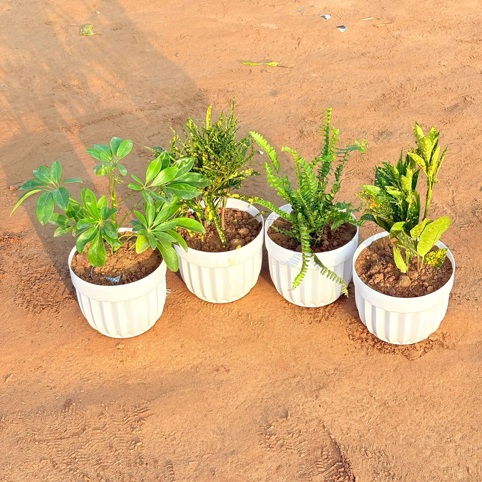 Set of 4 - Fern Green, Baby Croton, Chironji Croton & Schefflera Green in 6 Inch White Premium Italica Plastic Planter