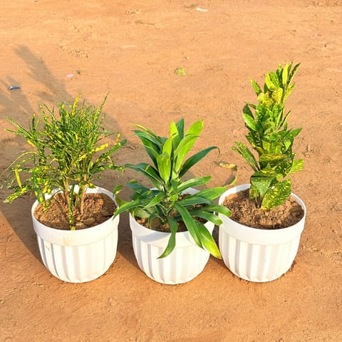 Set of 3 - Dracaena Green, Baby Croton & Chironji Croton in 6 Inch Live Plant White Premium Italica Plastic Planter