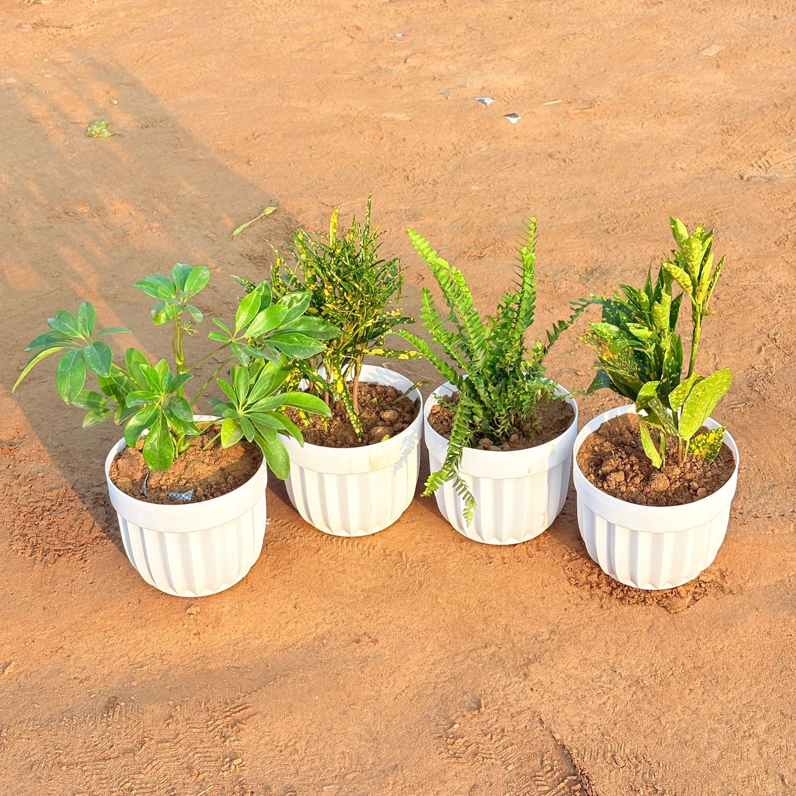 Set of 4 - Fern Green, Baby Croton, Chironji Croton & Schefflera Green in 6 Inch White Premium Italica Plastic Planter