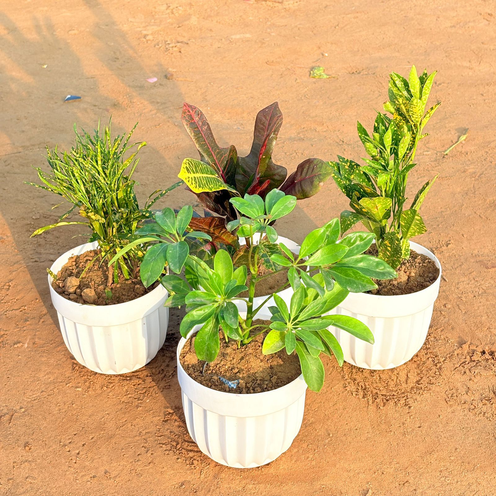 Set of 4 - Croton Oakleaf, Baby Croton, Chironji Croton & Schefflera Green in 6 Inch White Premium Italica Plastic Planter
