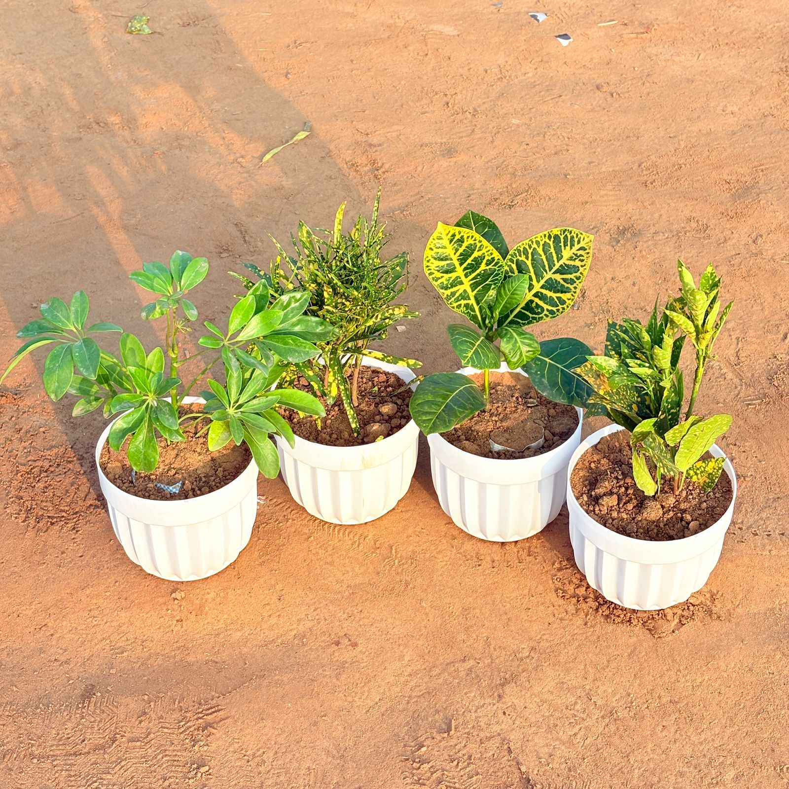 Set of 4 - Croton Petra Yellow, Baby Croton, Chironji Croton & Schefflera Green in 6 Inch White Premium Italica Plastic Planter