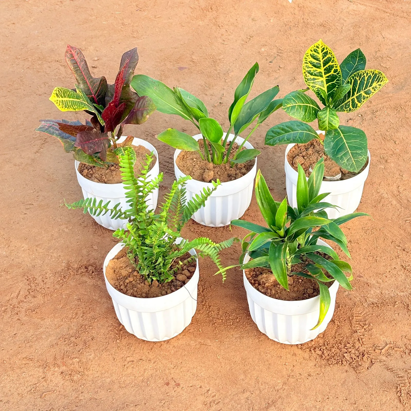 Set of 5 - Peace Lily, Croton Oakleaf, Croton Petra Yellow, Fern Green & Dracaena Green in 6 Inch White Premium Italica Plastic Planter