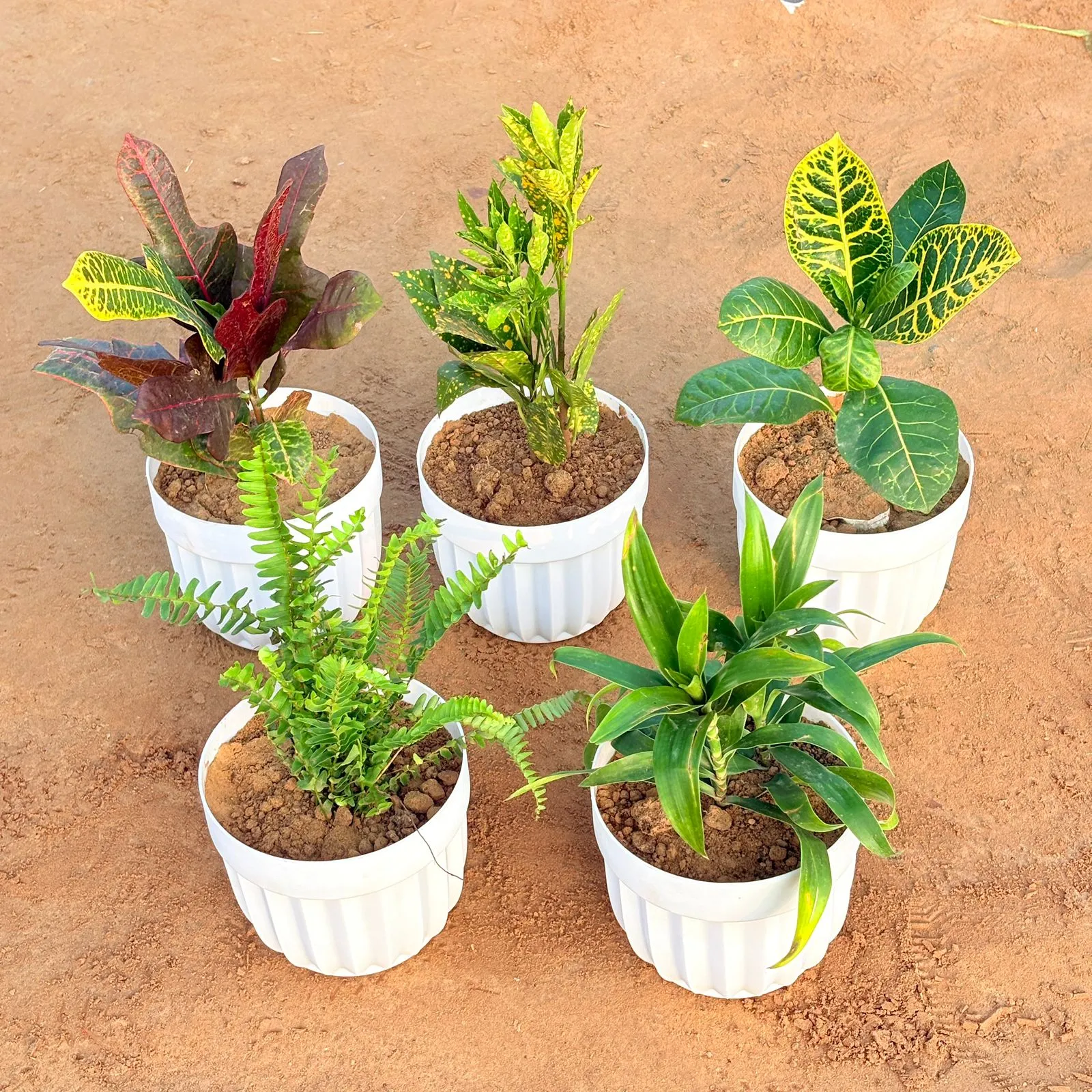 Set of 5 - Baby Croton, Croton Oakleaf, Croton Petra Yellow, Fern Green & Dracaena Green in 6 Inch White Premium Italica Plastic Planter