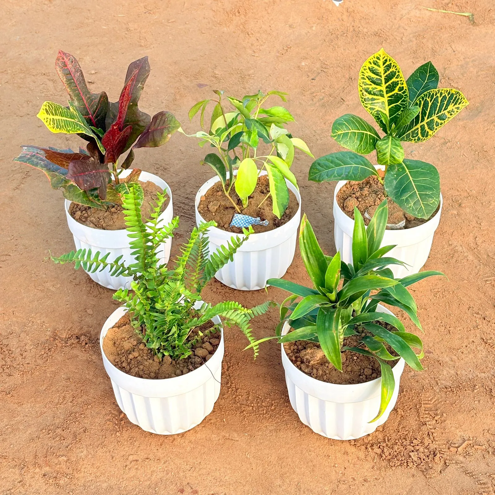 Set of 5 - Schefflera Brassia, Croton Oakleaf, Croton Petra Yellow, Fern Green & Dracaena Green in 6 Inch White Premium Italica Plastic Planter