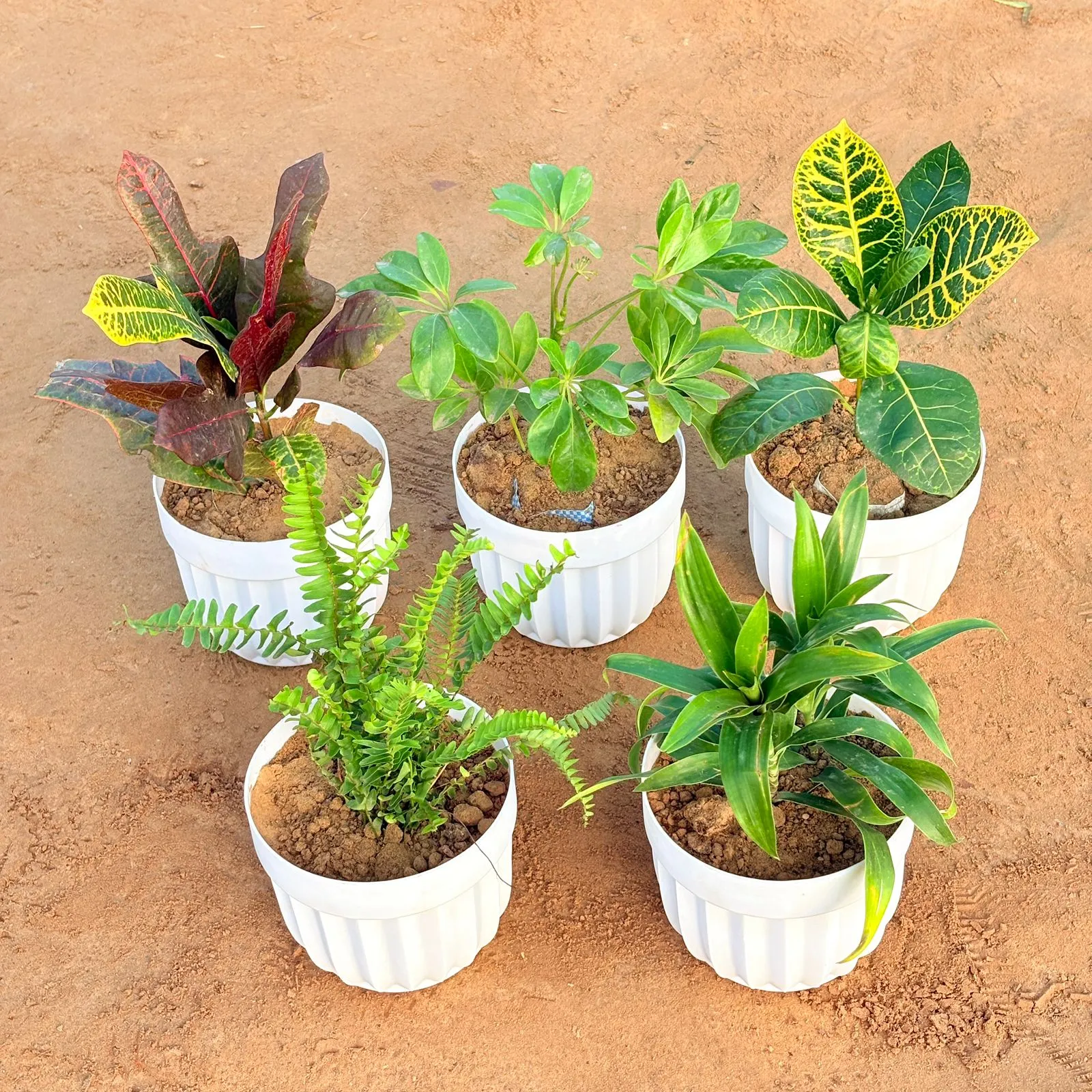 Set of 5 - Schefflera Green, Croton Oakleaf, Croton Petra Yellow, Fern Green & Dracaena Green in 6 Inch White Premium Italica Plastic Planter