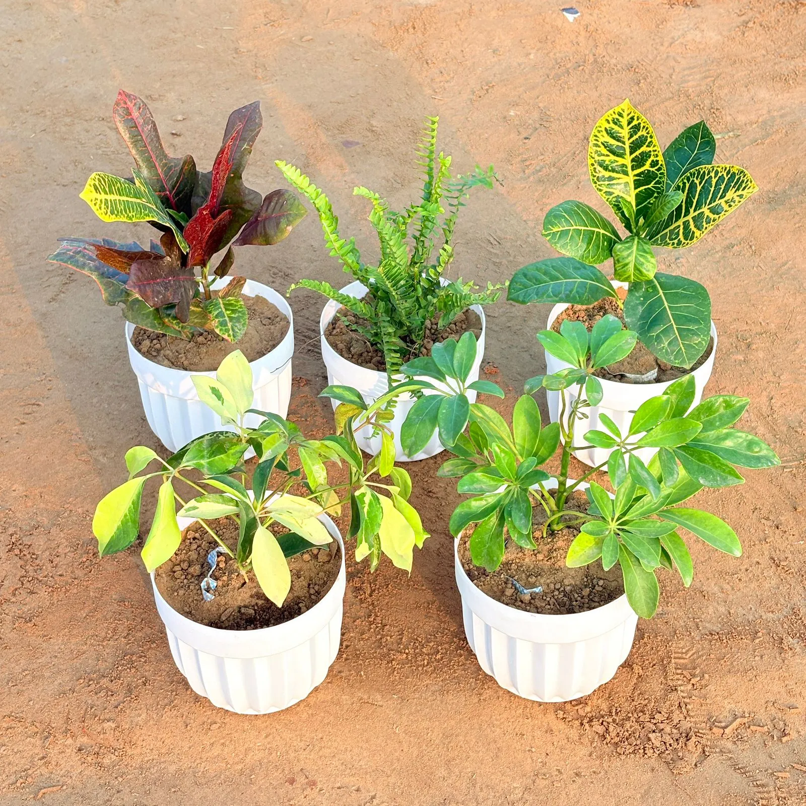 Set of 5 - Fern Green, Croton Oakleaf, Croton Petra Yellow, Schefflera Brassia & Schefflera Green in 6 Inch White Premium Italica Plastic Planter
