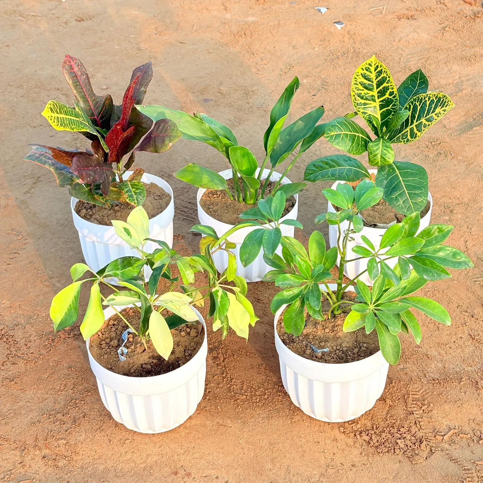Set of 5 - Peace Lily, Croton Oakleaf, Croton Petra Yellow, Schefflera Brassia & Schefflera Green in 6 Inch White Premium Italica Plastic Planter