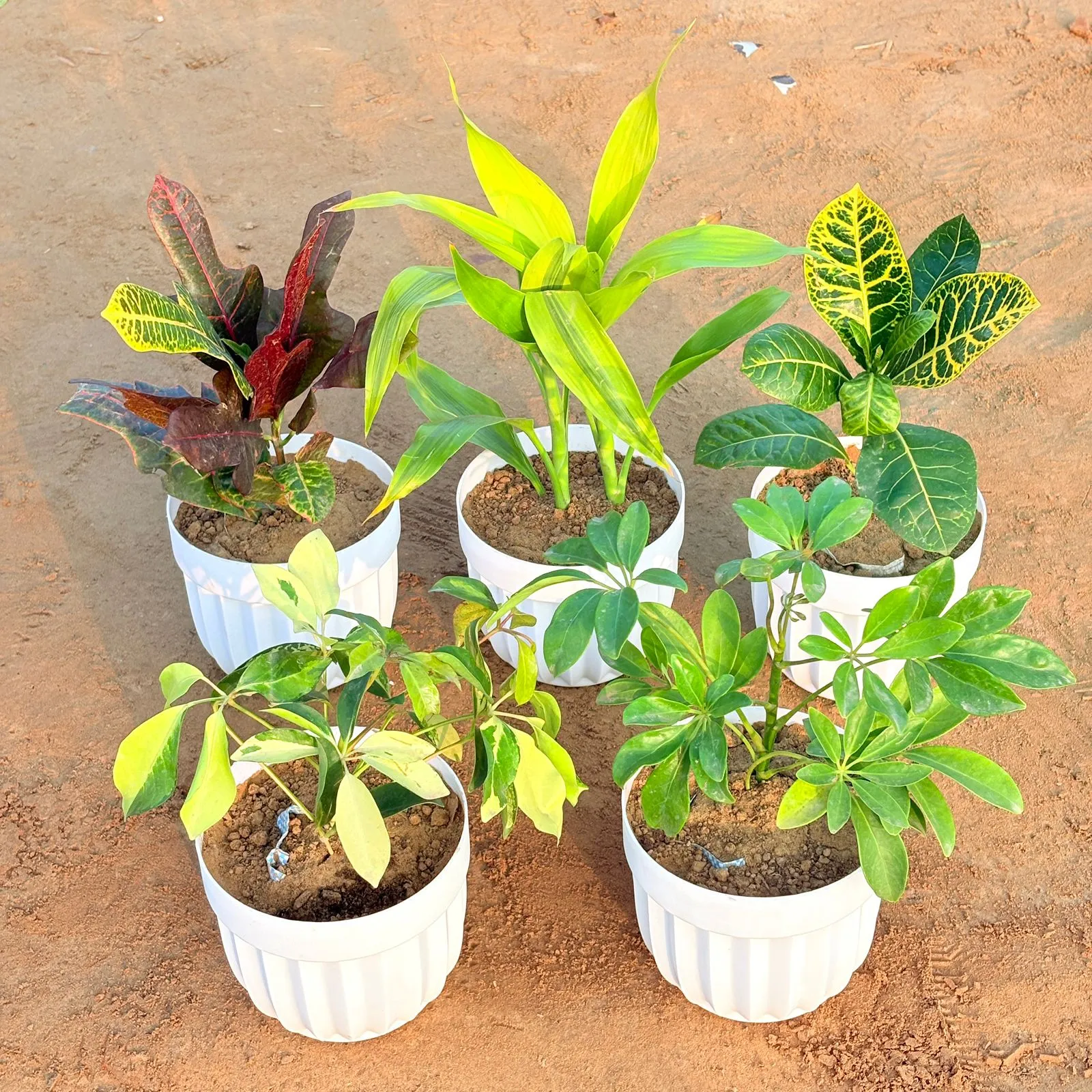 Set of 5 - Lucky Bamboo, Croton Oakleaf, Croton Petra Yellow, Schefflera Brassia & Schefflera Green in 6 Inch White Premium Italica Plastic Planter