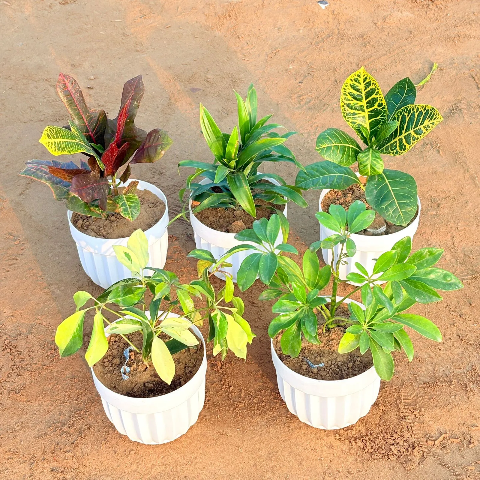 Set of 5 - Dracaena Messenger, Croton Oakleaf, Croton Petra Yellow, Schefflera Brassia & Schefflera Green in 6 Inch White Premium Italica Plastic Planter