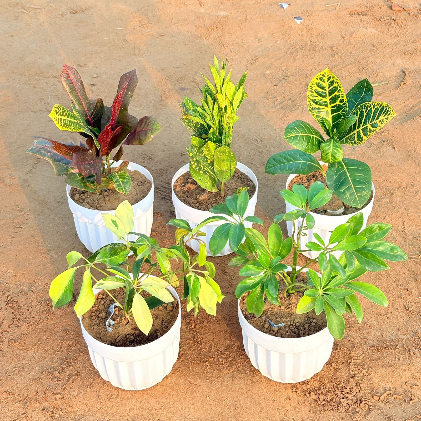 Set of 5 - Baby Croton, Croton Oakleaf, Croton Petra Yellow, Schefflera Brassia & Schefflera Green in 6 Inch White Premium Italica Plastic Planter