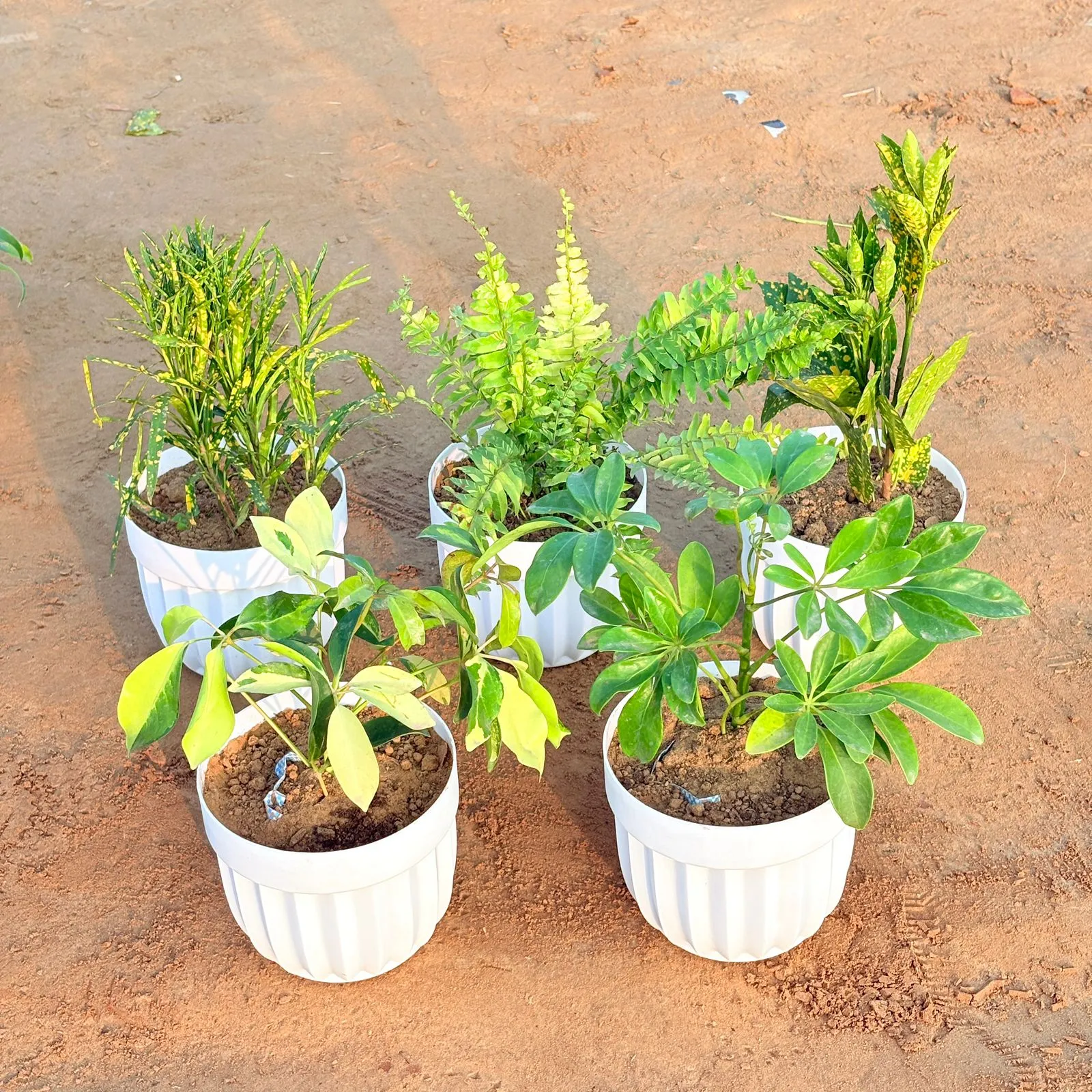 Set of 5 - Fern Golden, Baby Croton, Chironji Croton, Schefflera Brassia & Schefflera Green in 6 Inch White Premium Italica Plastic Planter